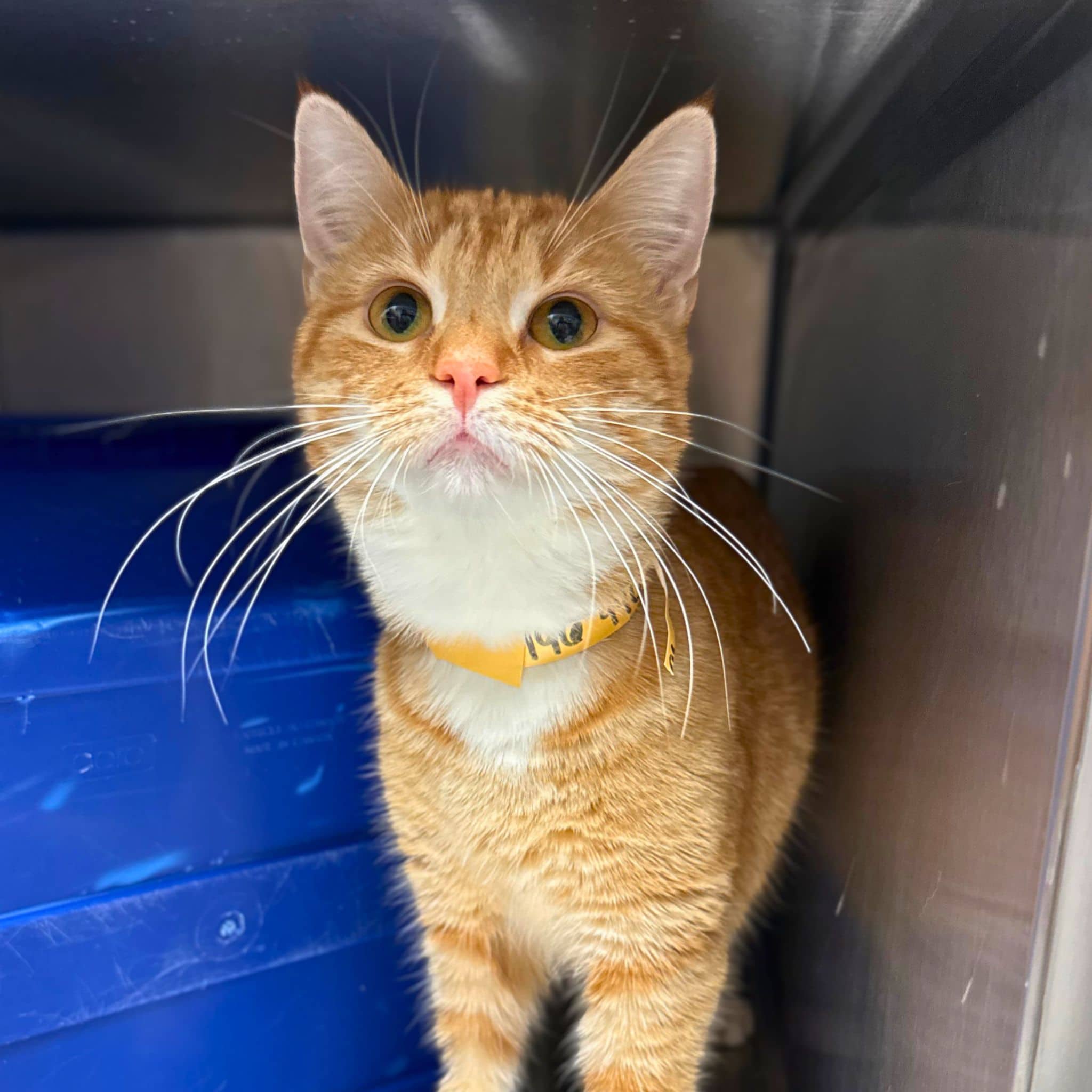 Reef - Domestic Shorthair cat available for adoption at SPA de Québec in Quebec City