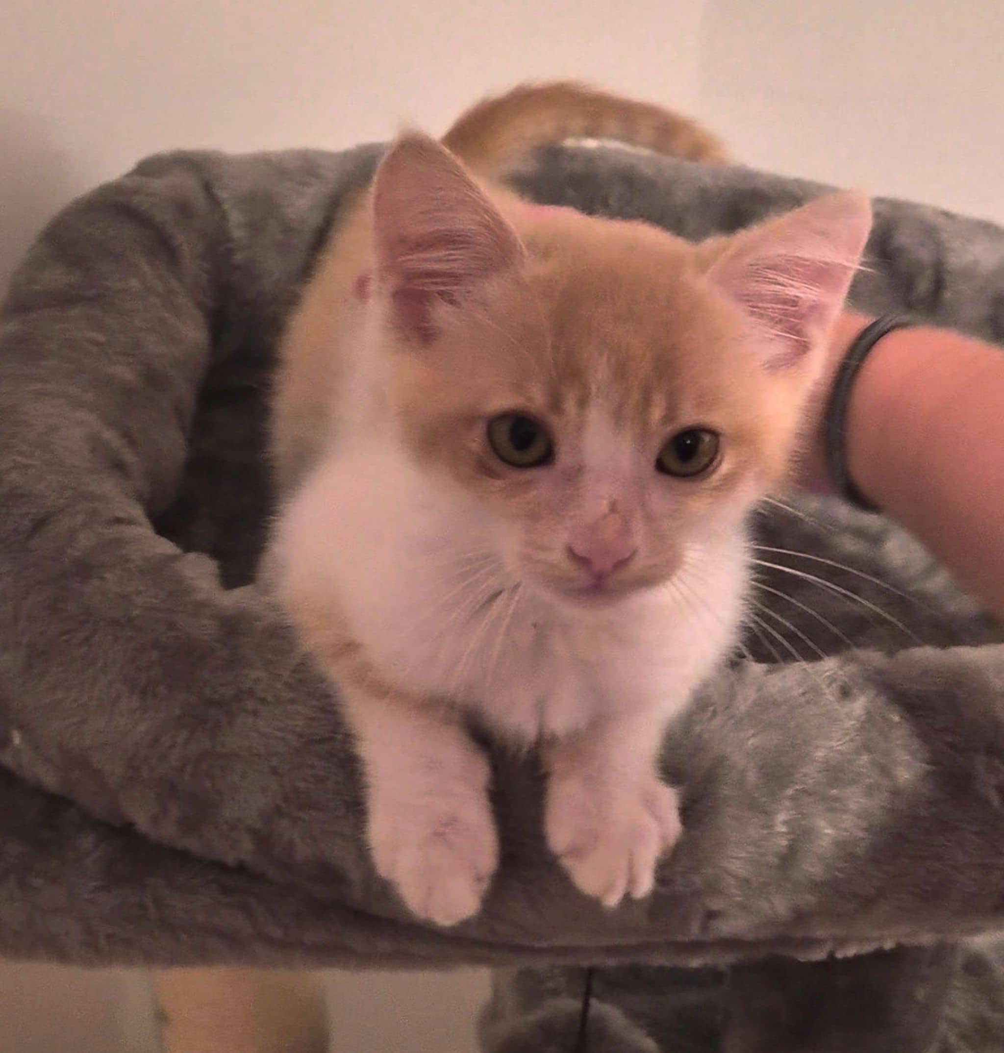 Opin - Domestic Shorthair available for adoption