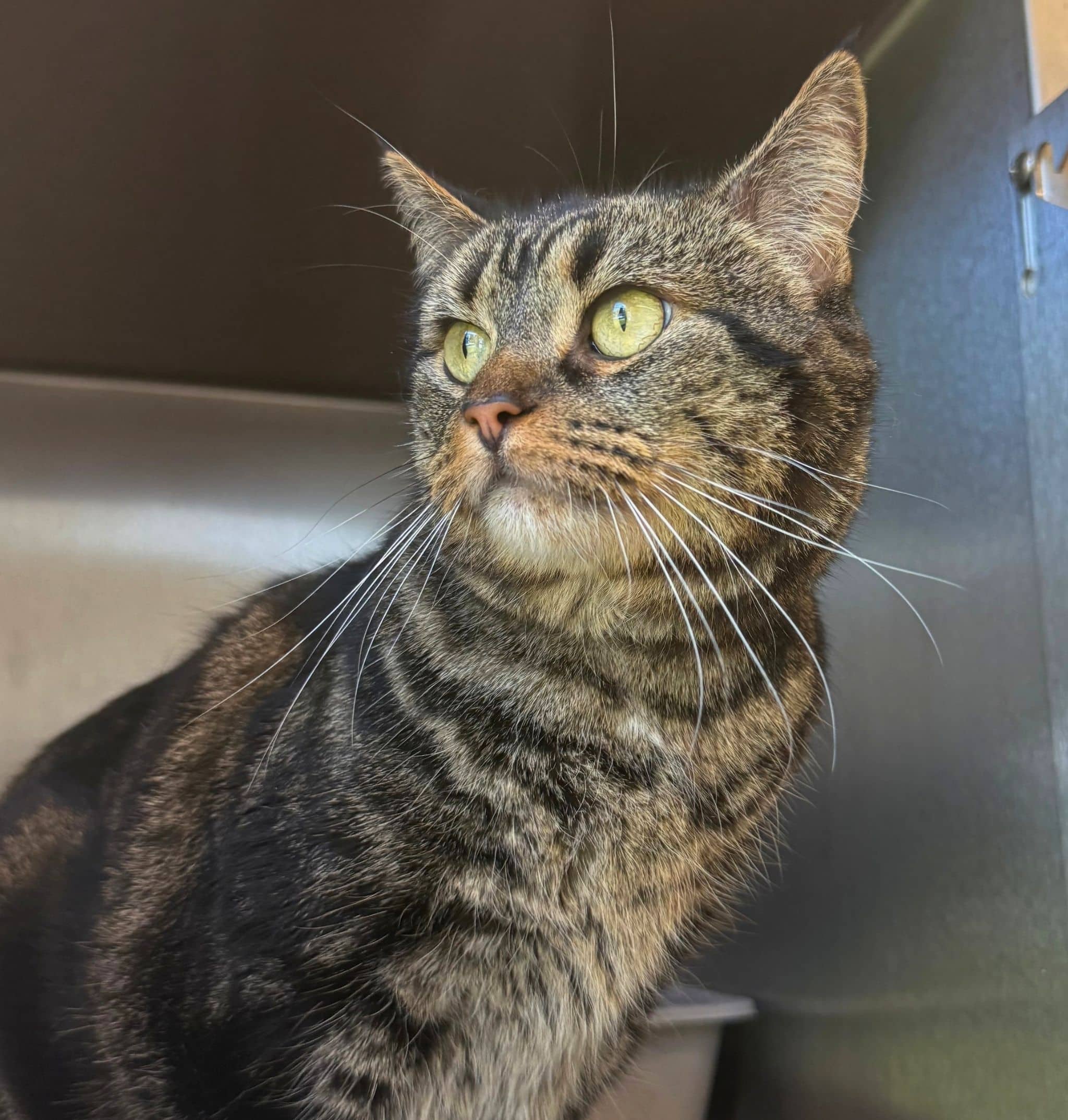 Naya - Domestic Shorthair available for adoption