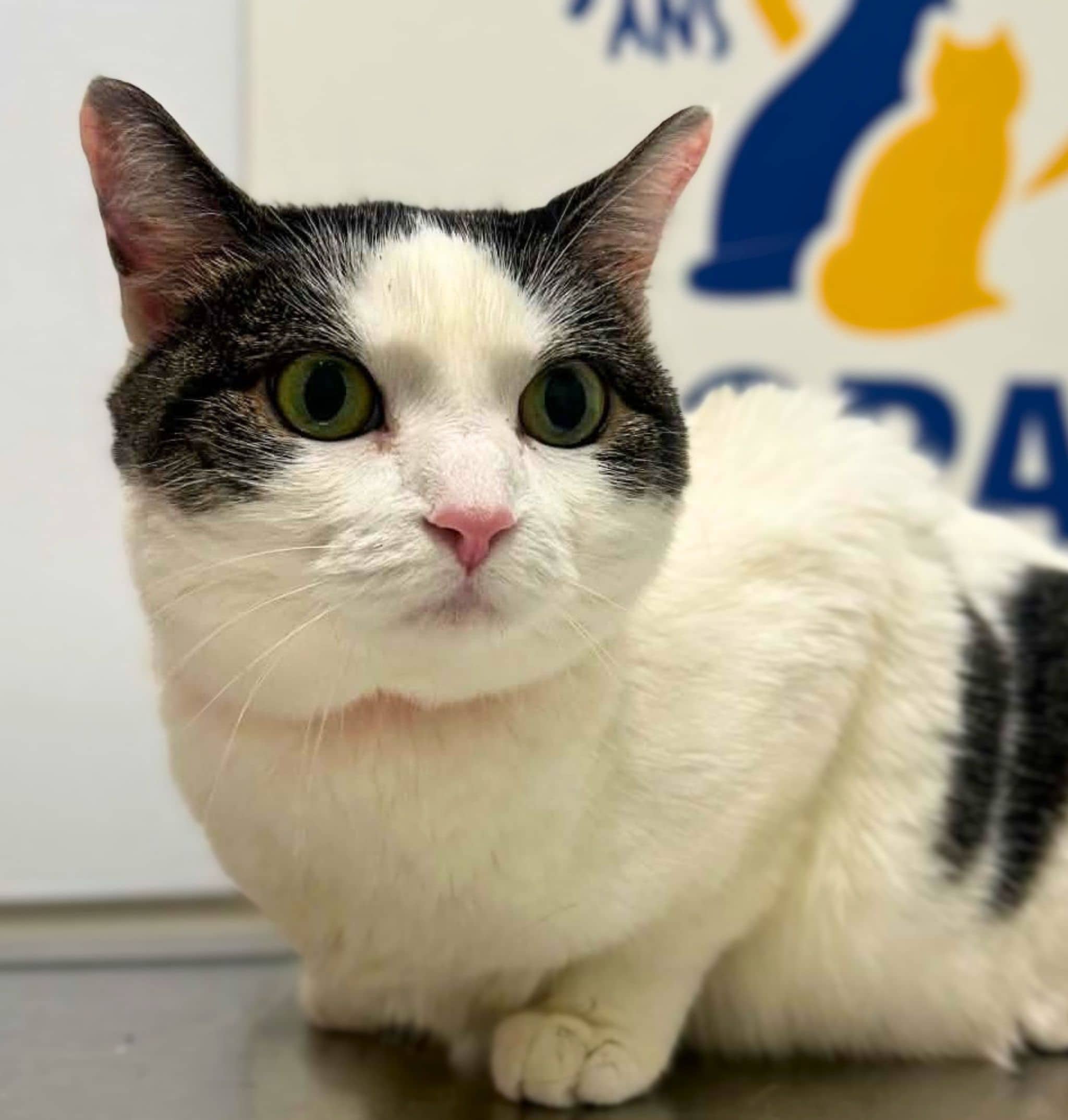 Chloé - Domestic Shorthair available for adoption