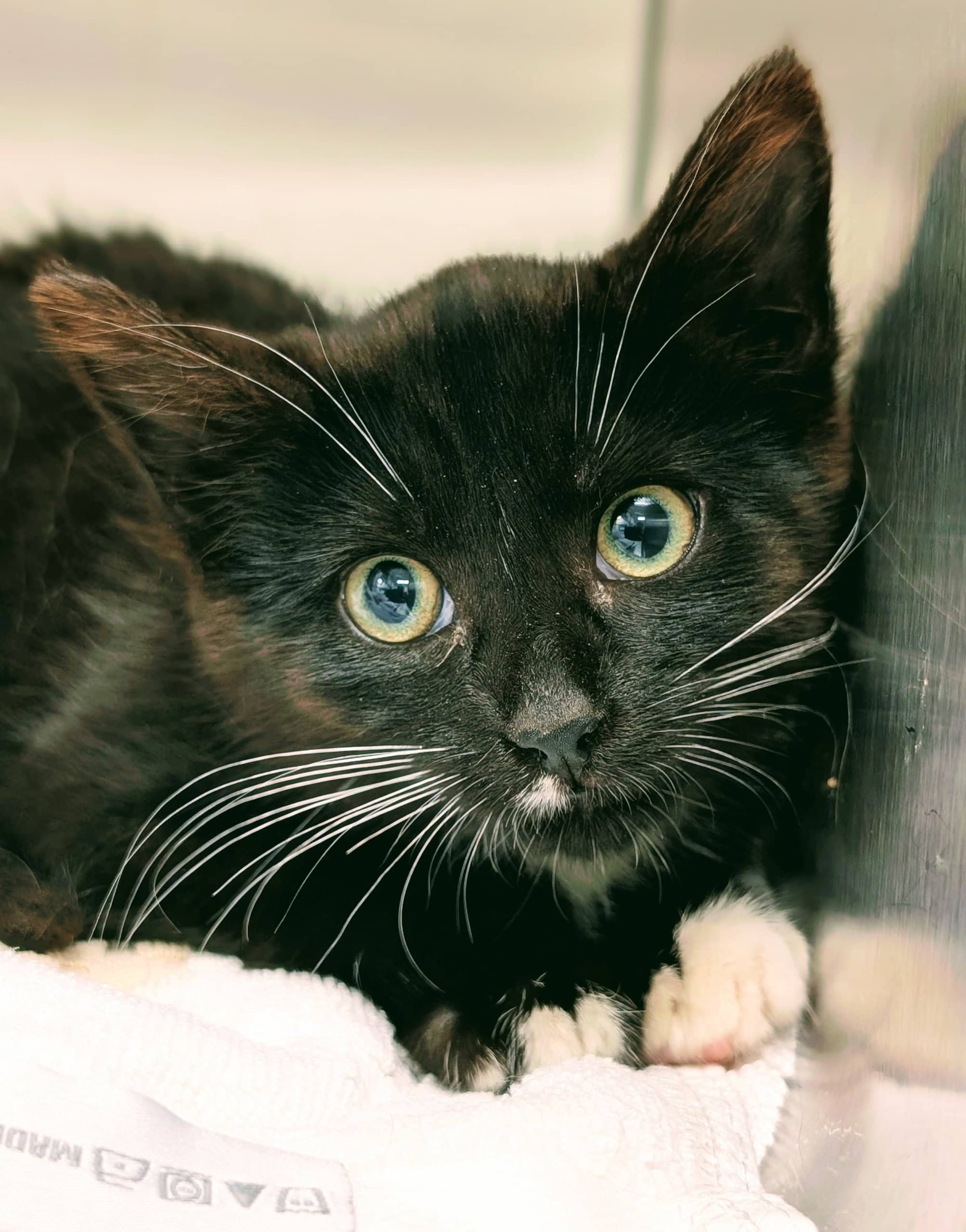 Lili la licorne - Domestic Shorthair available for adoption