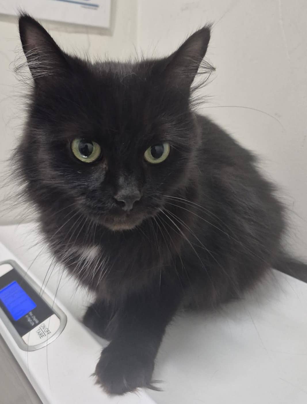 Theresa - Domestic Shorthair available for adoption
