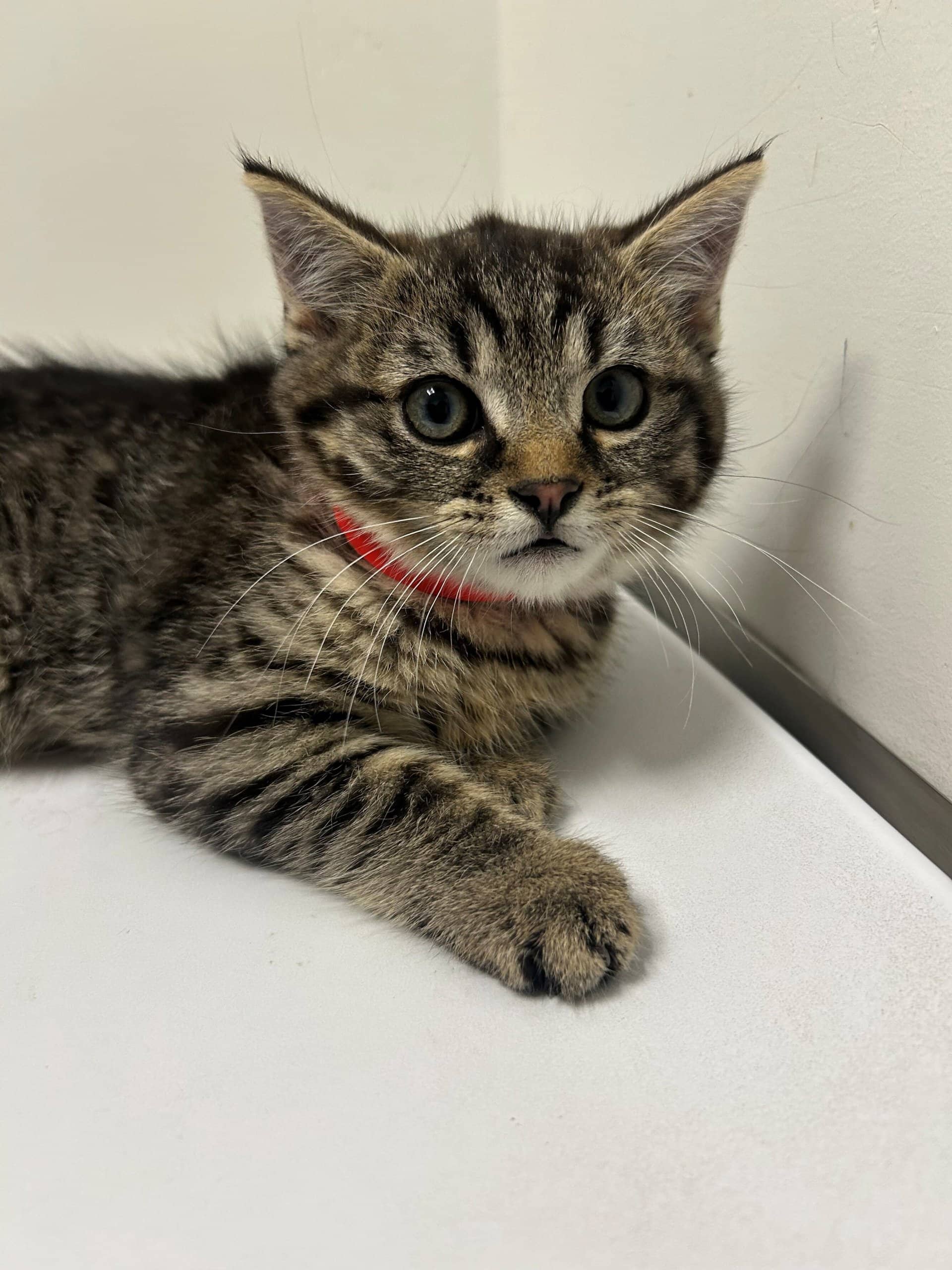 Darla - Domestic Shorthair cat available for adoption at SPA de Québec in Quebec City
