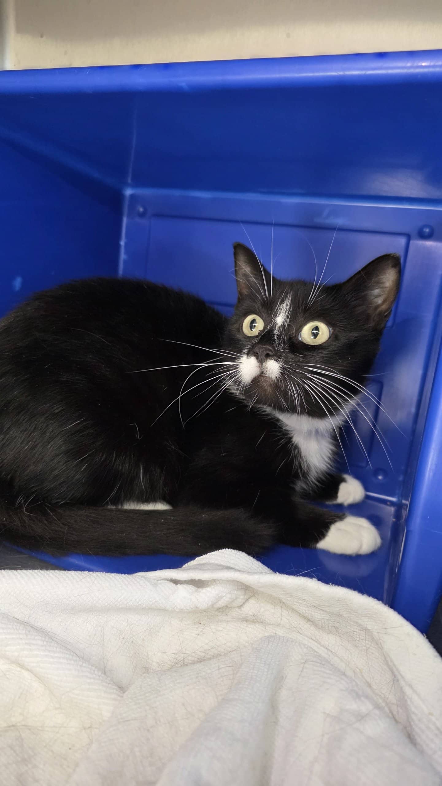 Léanna - Domestic Shorthair cat available for adoption in Quebec