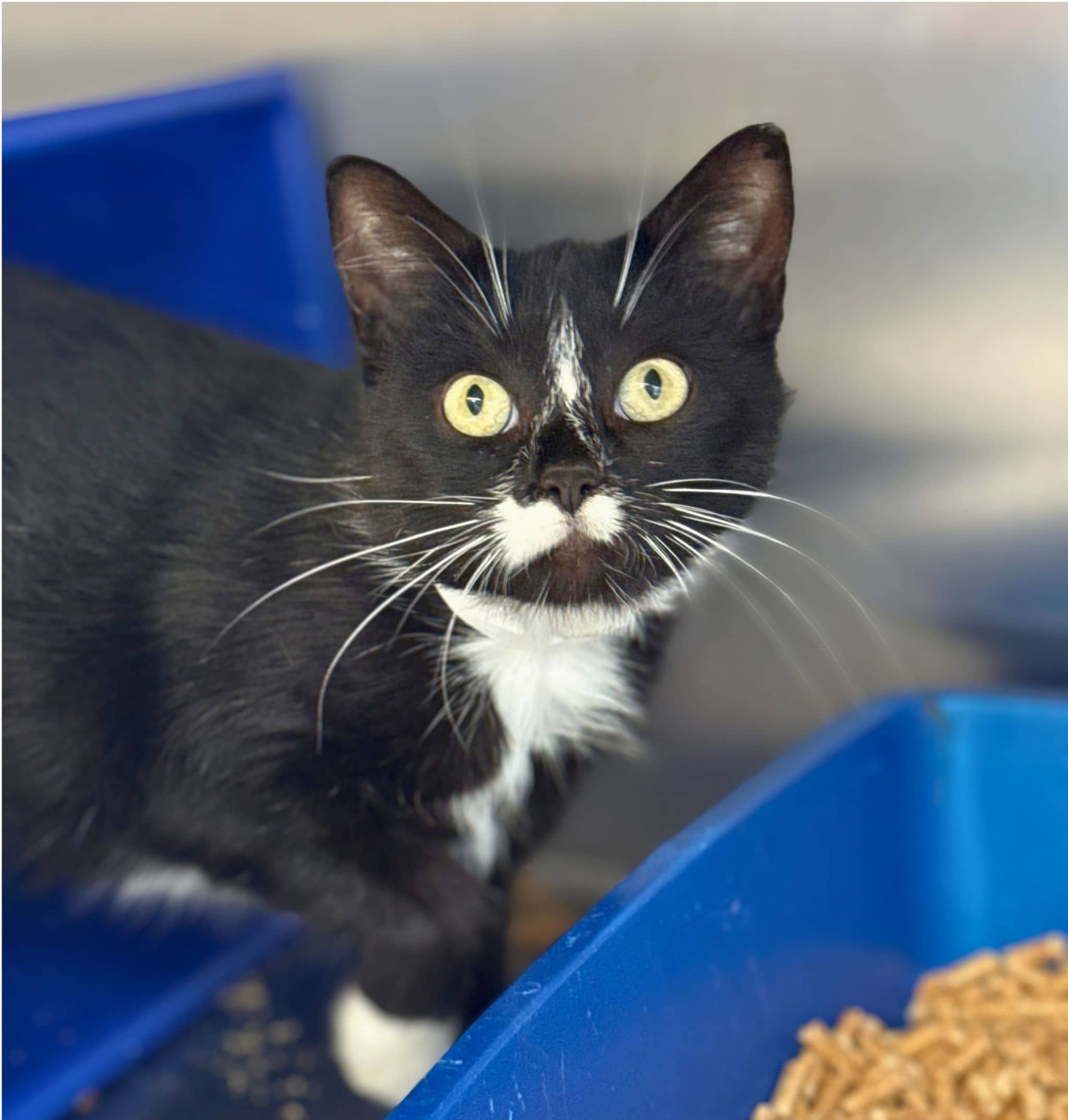 Léanna, Domestic Shorthair, chat à adopter au Québec