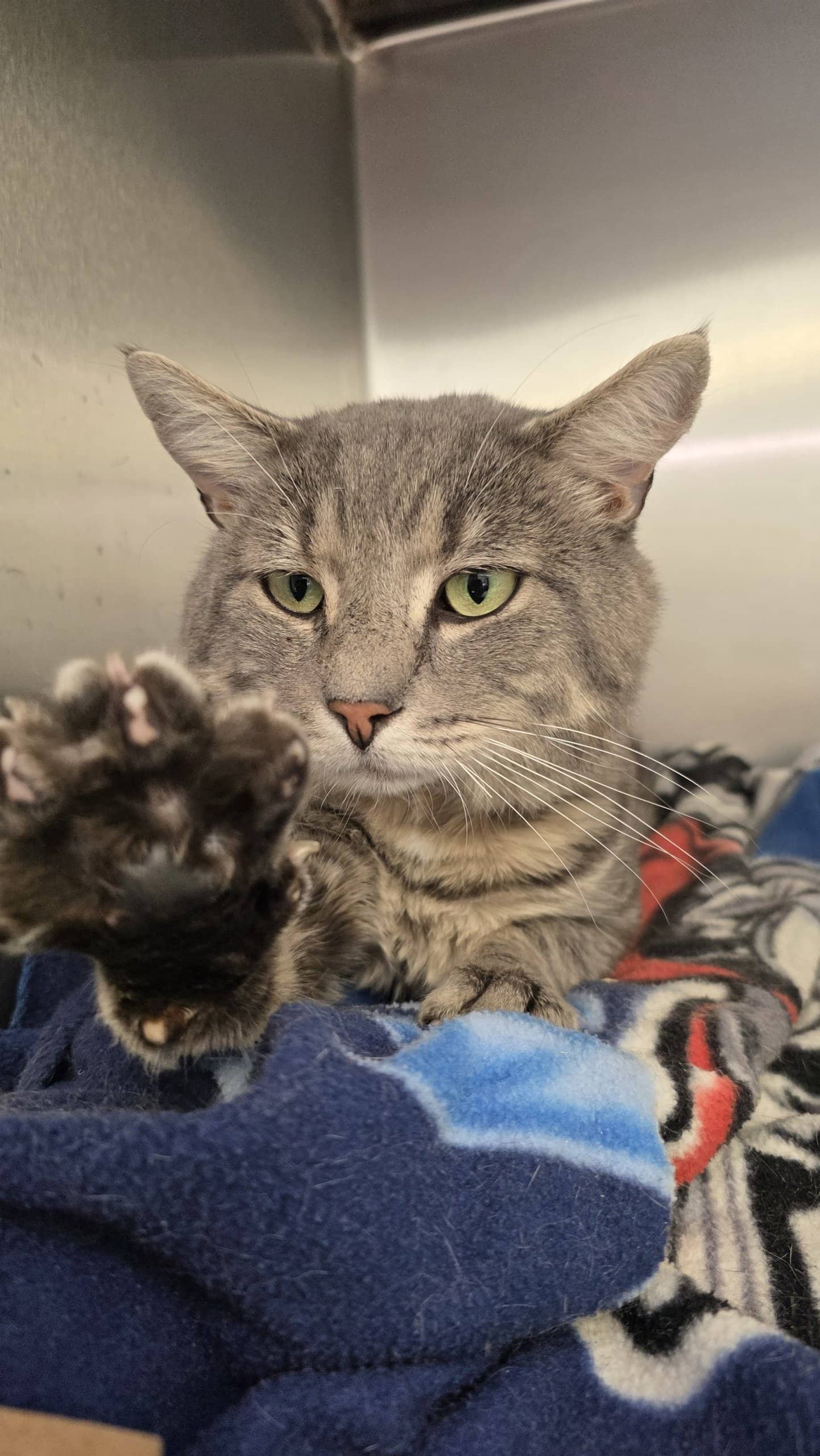 Grizzly - Domestic Shorthair available for adoption