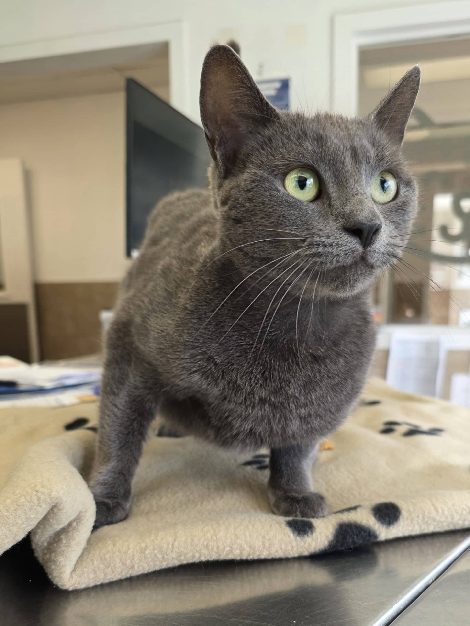 Indy - Domestic Shorthair available for adoption