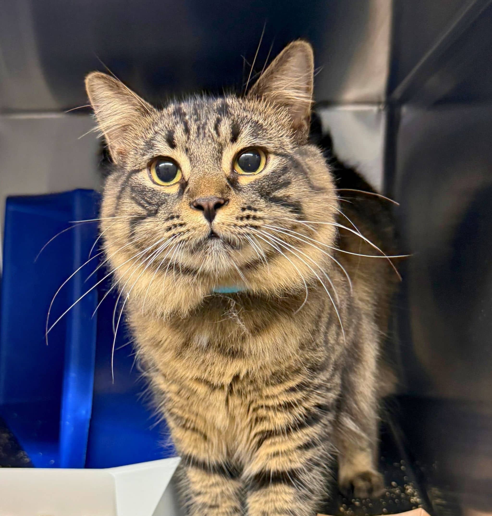 Marie (Nala) - Domestic Shorthair cat available for adoption at SPA de Québec in Quebec City