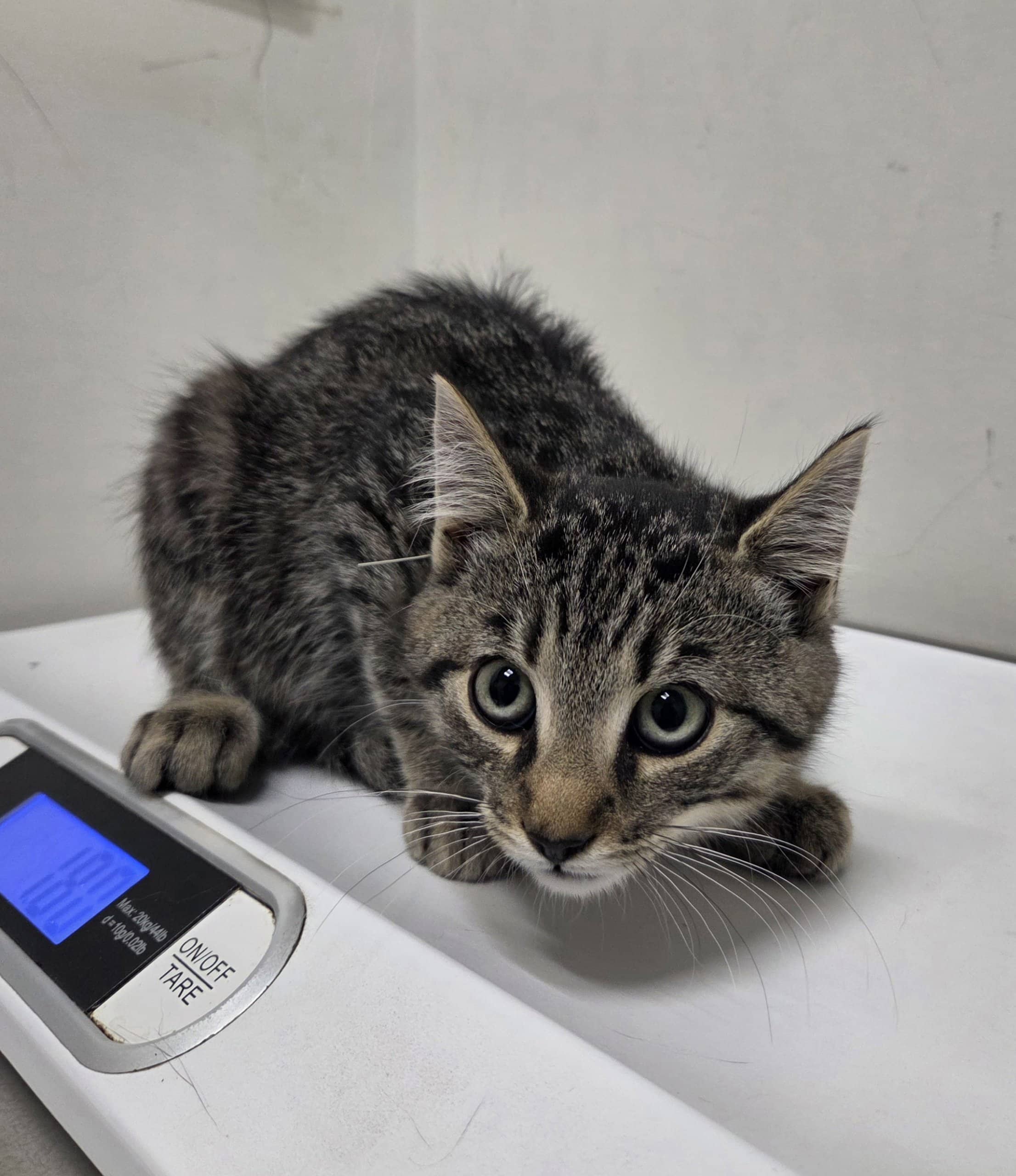 Griffe de pierre - Domestic Shorthair cat available for adoption at SPA de Québec in Quebec City