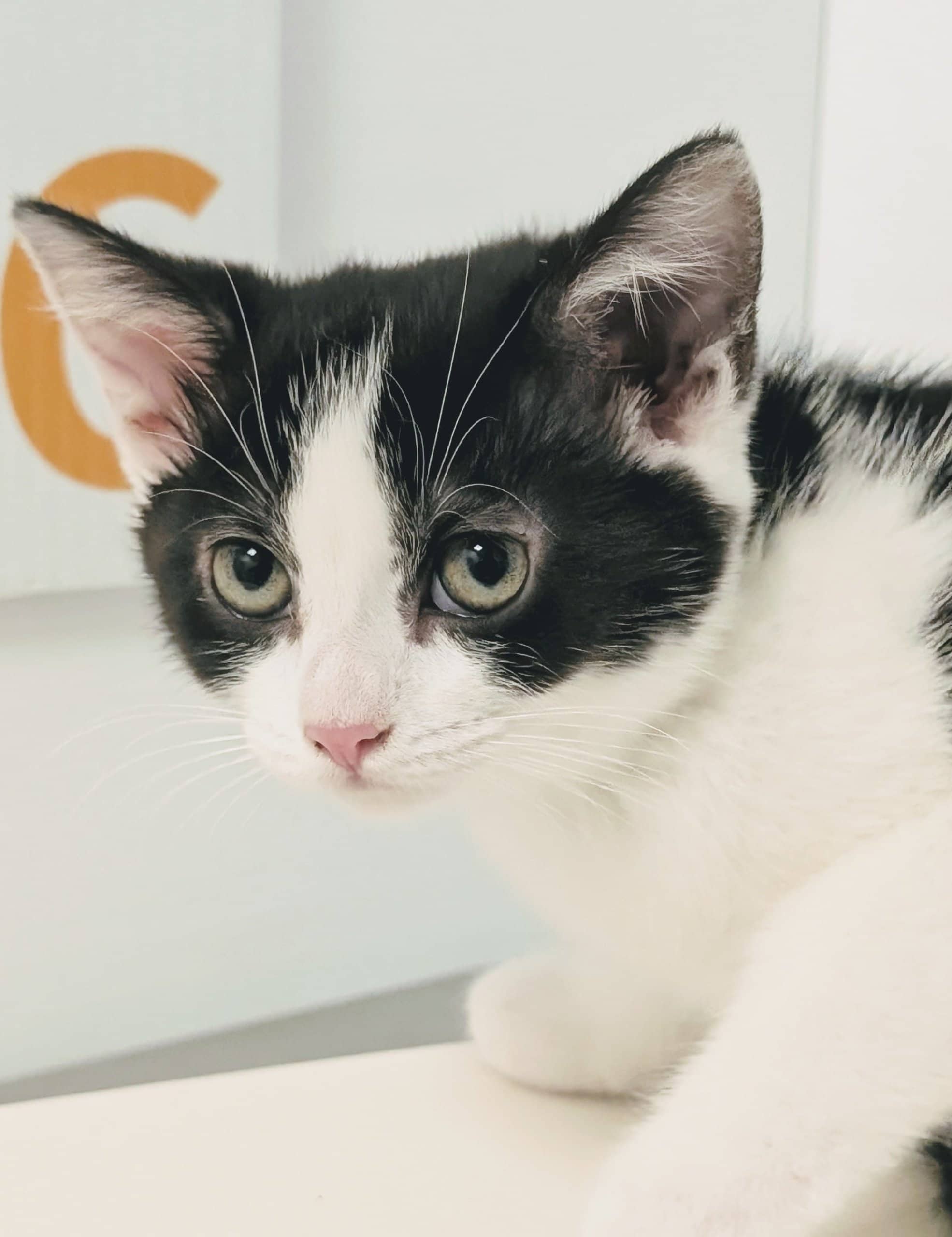 Chloé - Domestic Shorthair available for adoption