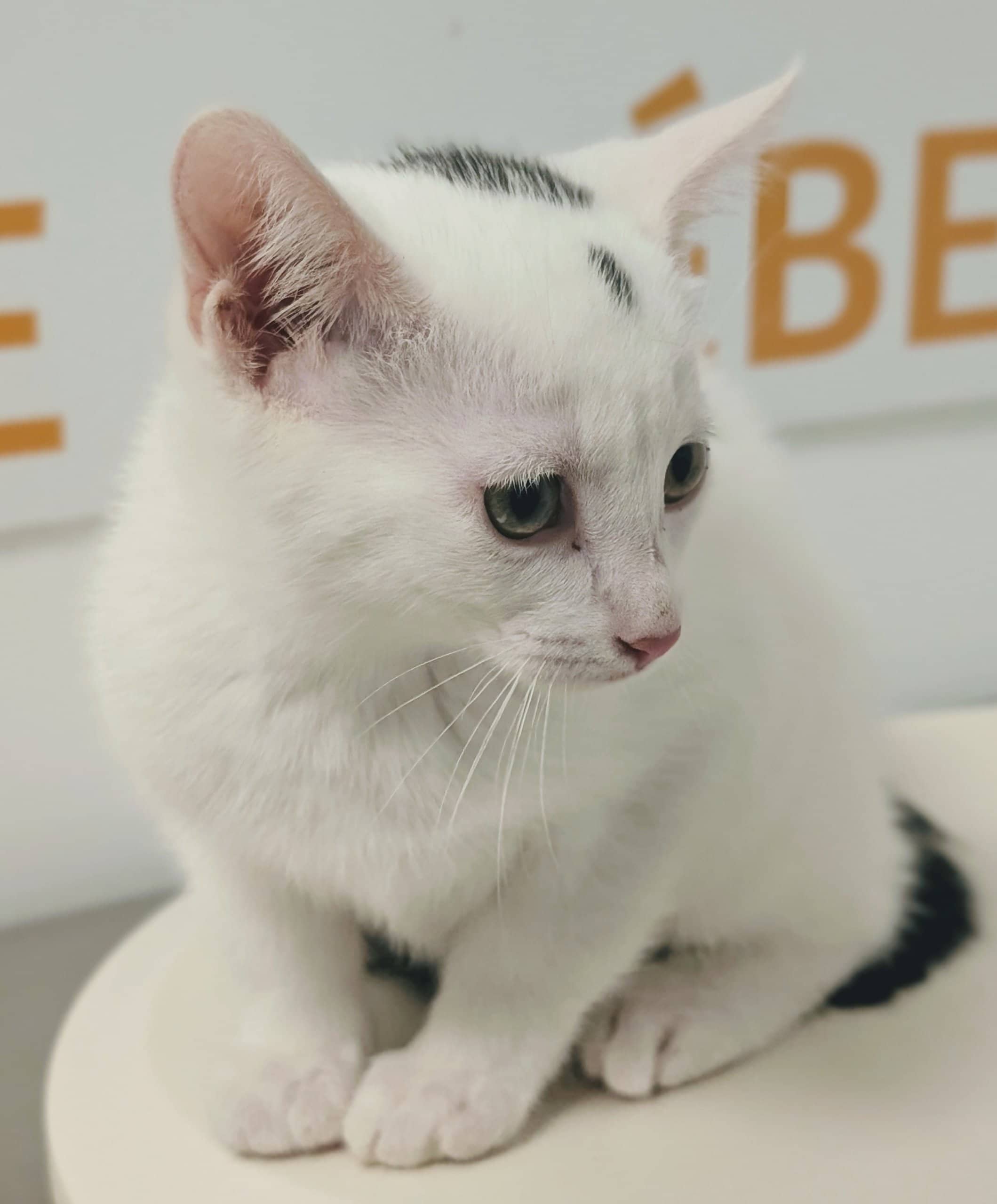 Jasson - Domestic Shorthair cat available for adoption at SPA de Québec in Quebec City