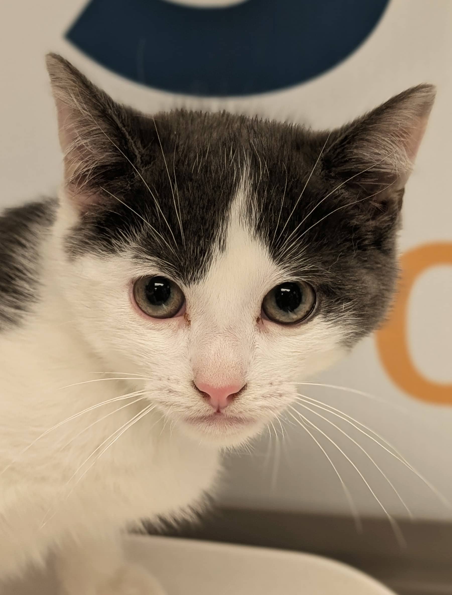 Rosa - Domestic Shorthair available for adoption