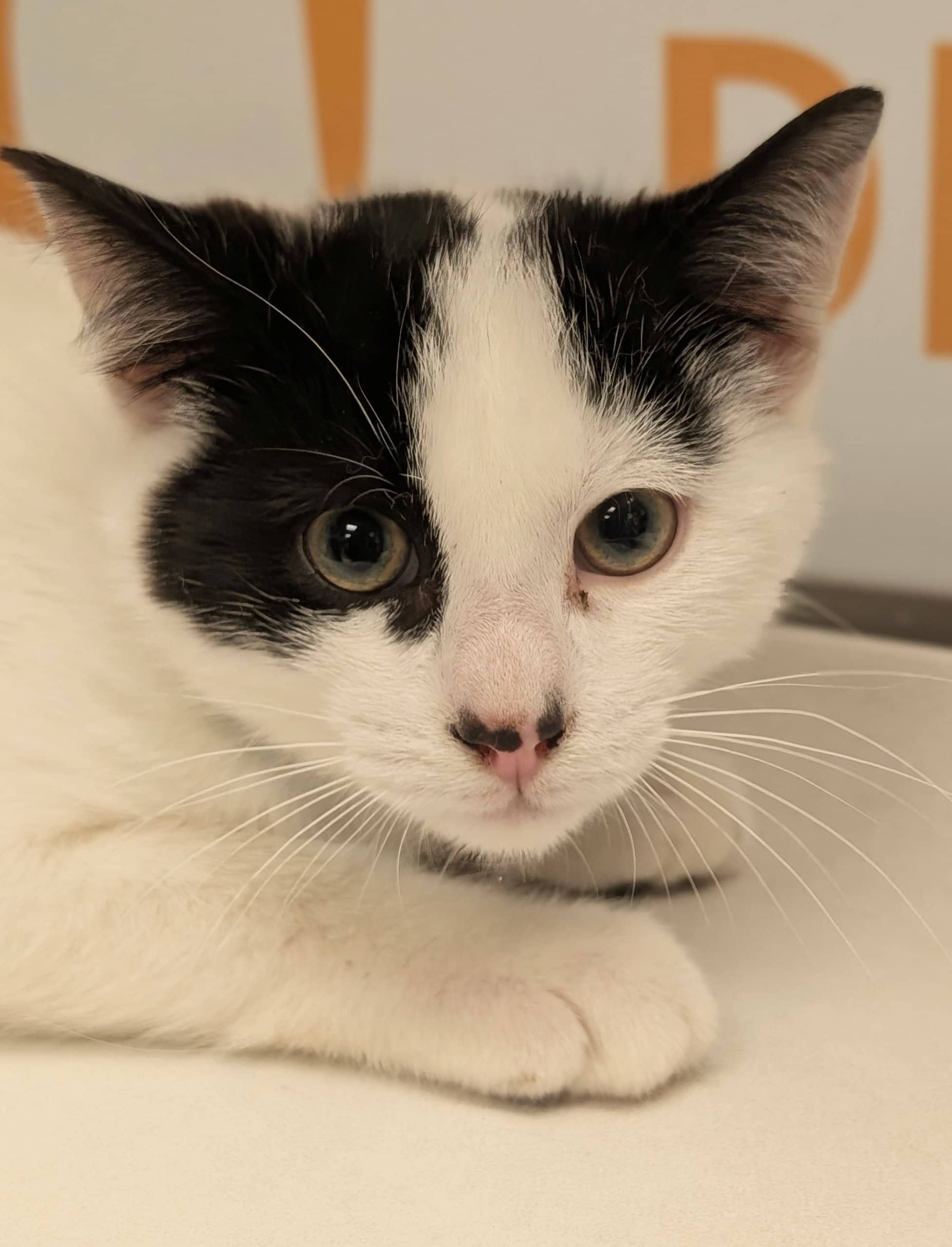 Raphi - Domestic Shorthair available for adoption