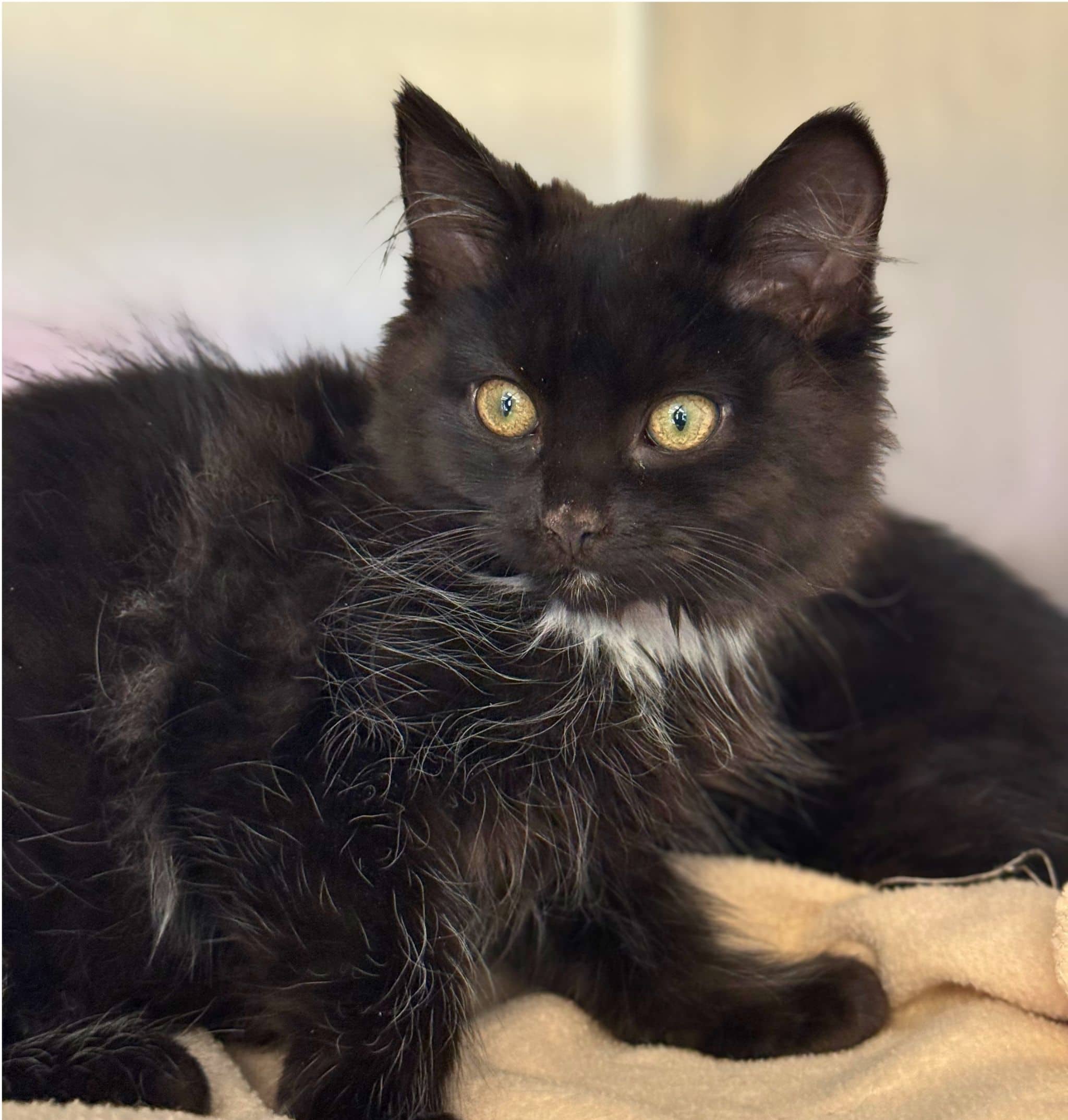 Shaggy - Domestic Shorthair cat available for adoption at SPA de Québec in Quebec City