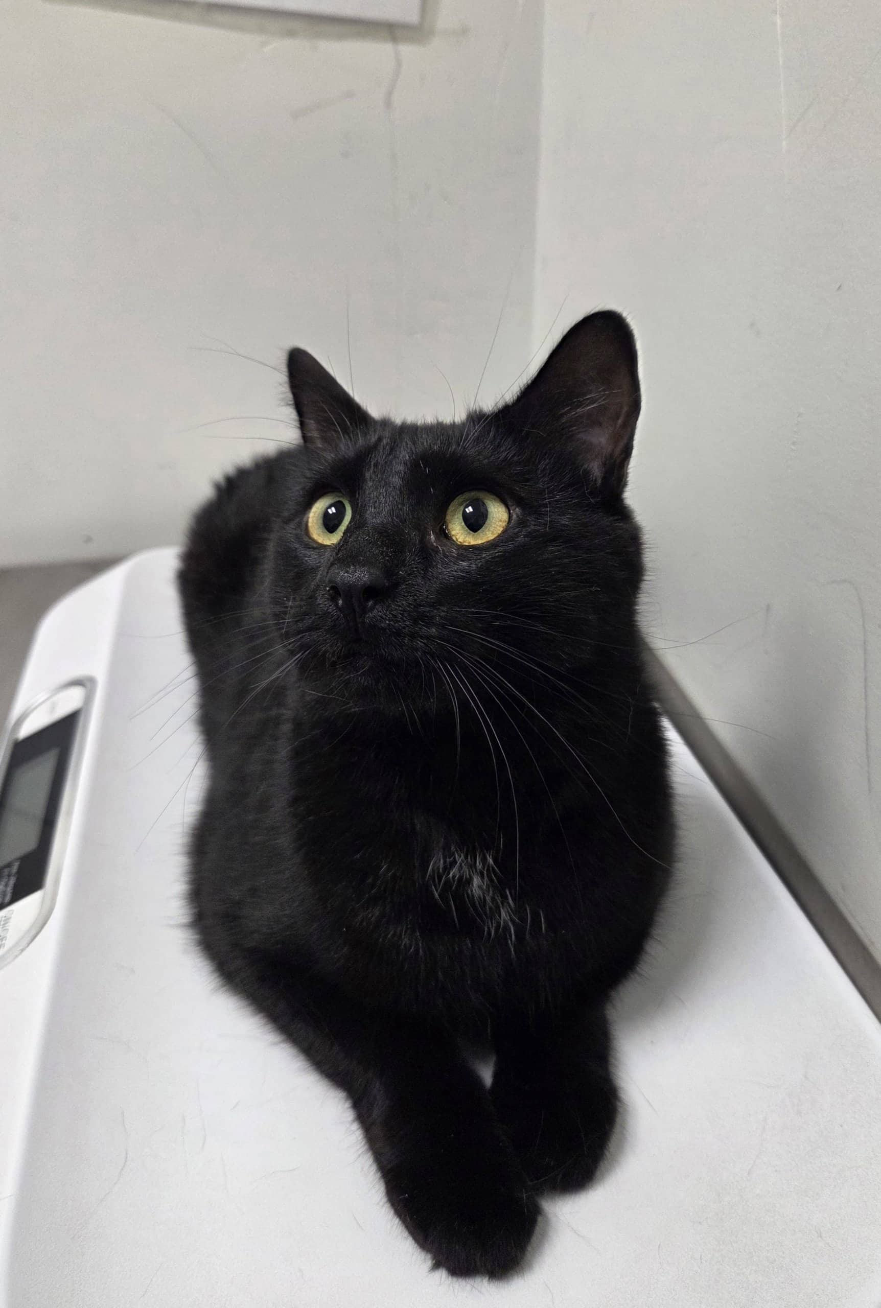 Nami - Domestic Shorthair cat available for adoption at SPA de Québec in Quebec City
