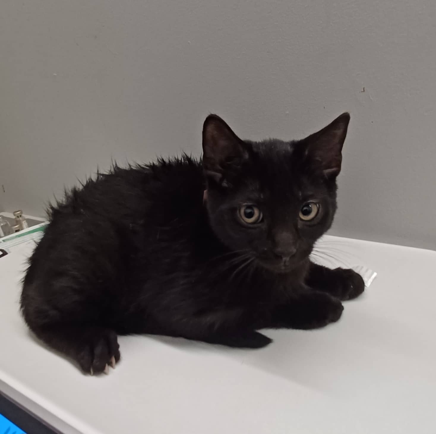 Clin d’oeil - Domestic Shorthair cat available for adoption at SPA de Québec in Quebec City