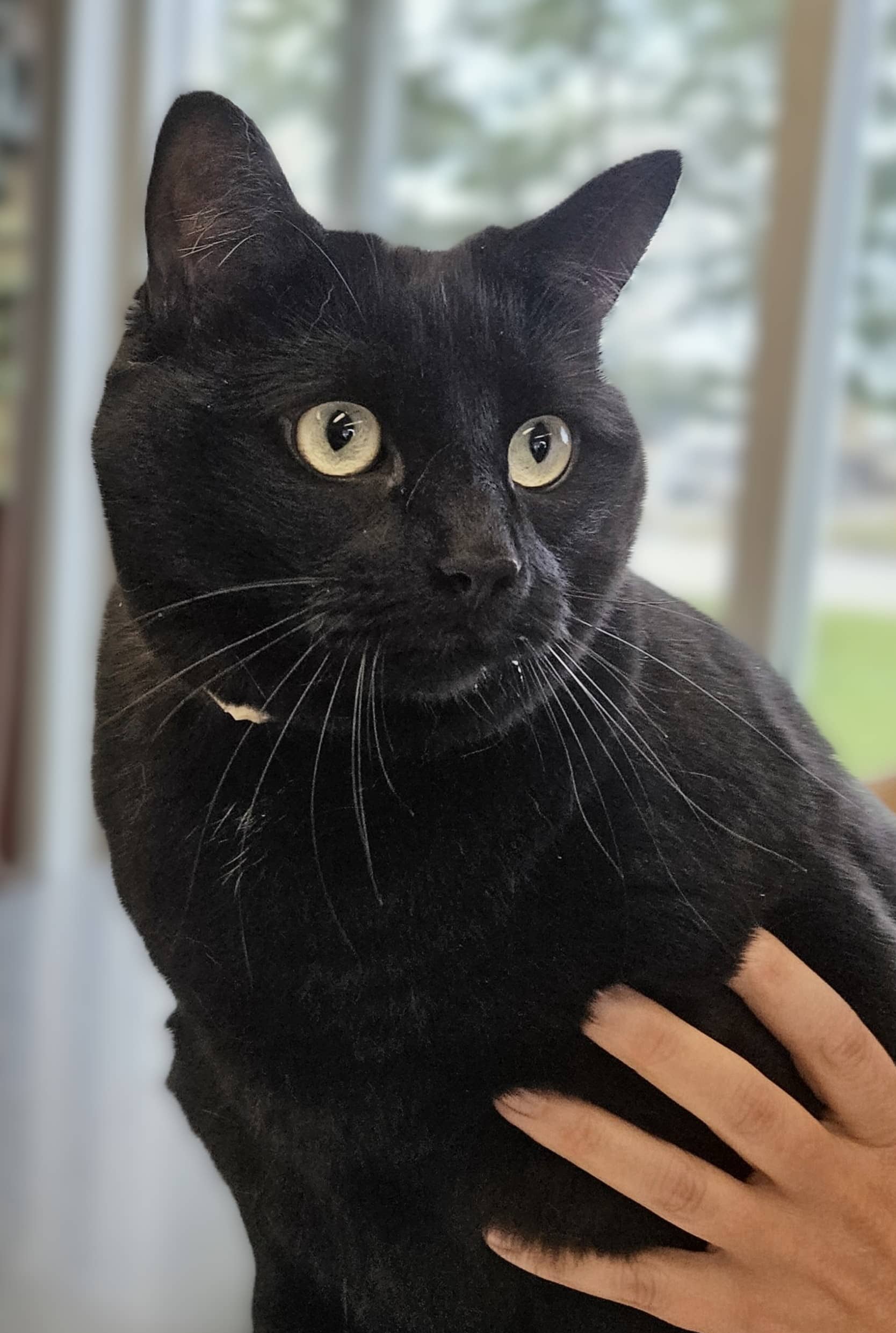 Lola - Domestic Shorthair available for adoption