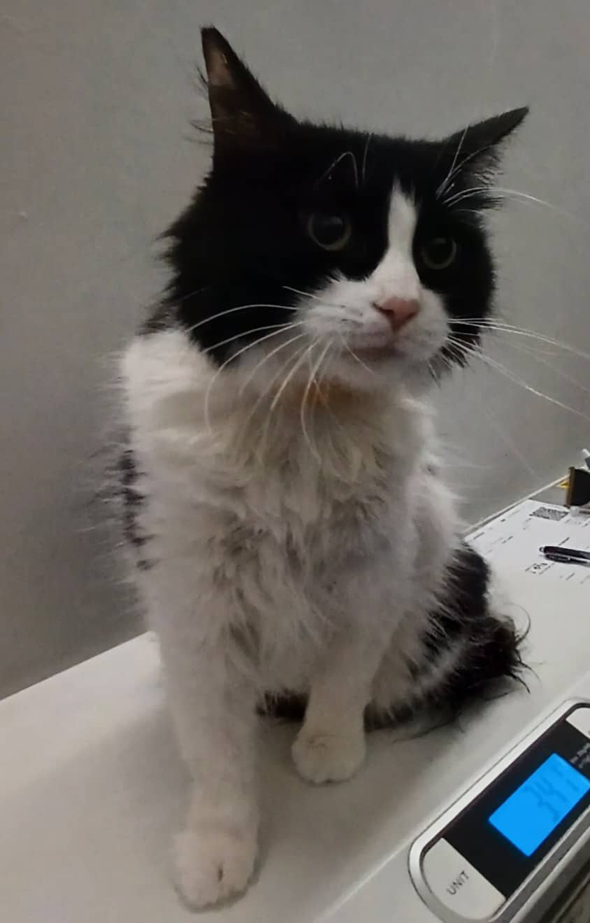 Alfombra - Domestic Shorthair available for adoption
