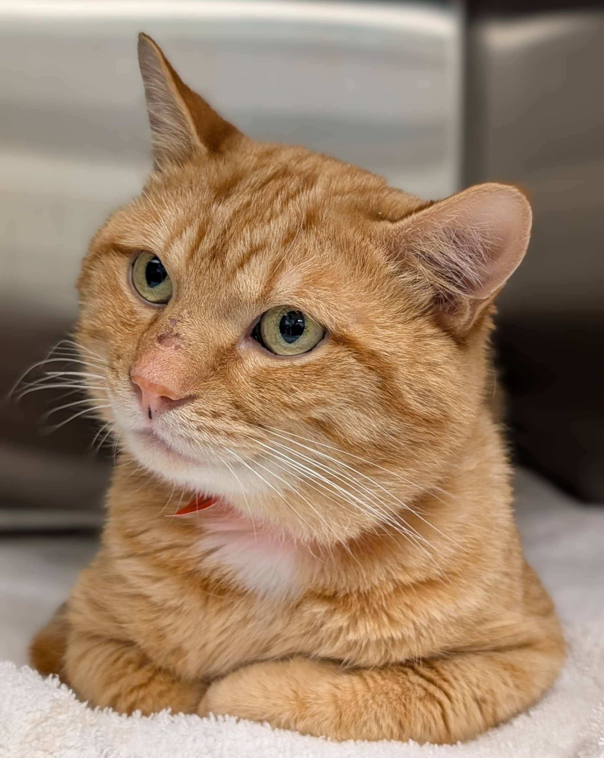 Béchamel - Domestic Shorthair available for adoption