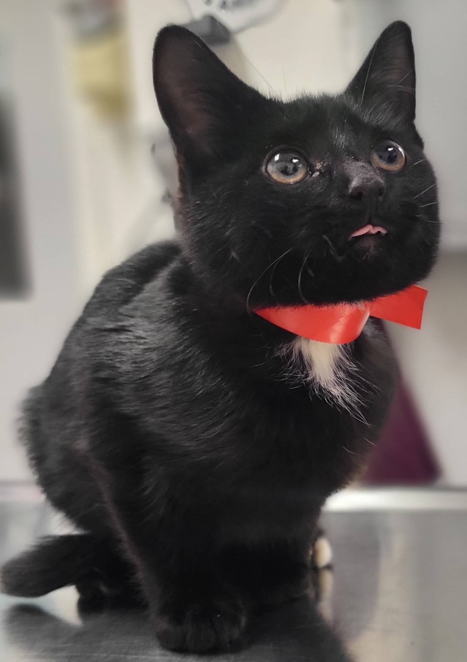 Colin - Domestic Shorthair cat available for adoption at SPA de Québec in Quebec City