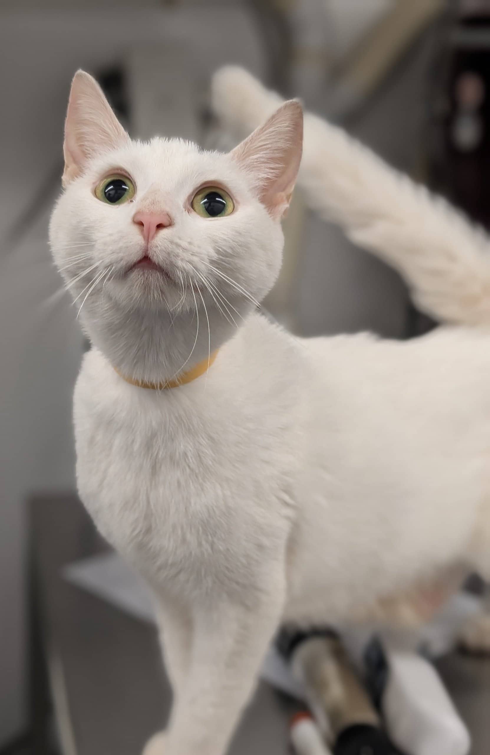 Lenora - Domestic Shorthair cat available for adoption at SPA de Québec in Quebec City
