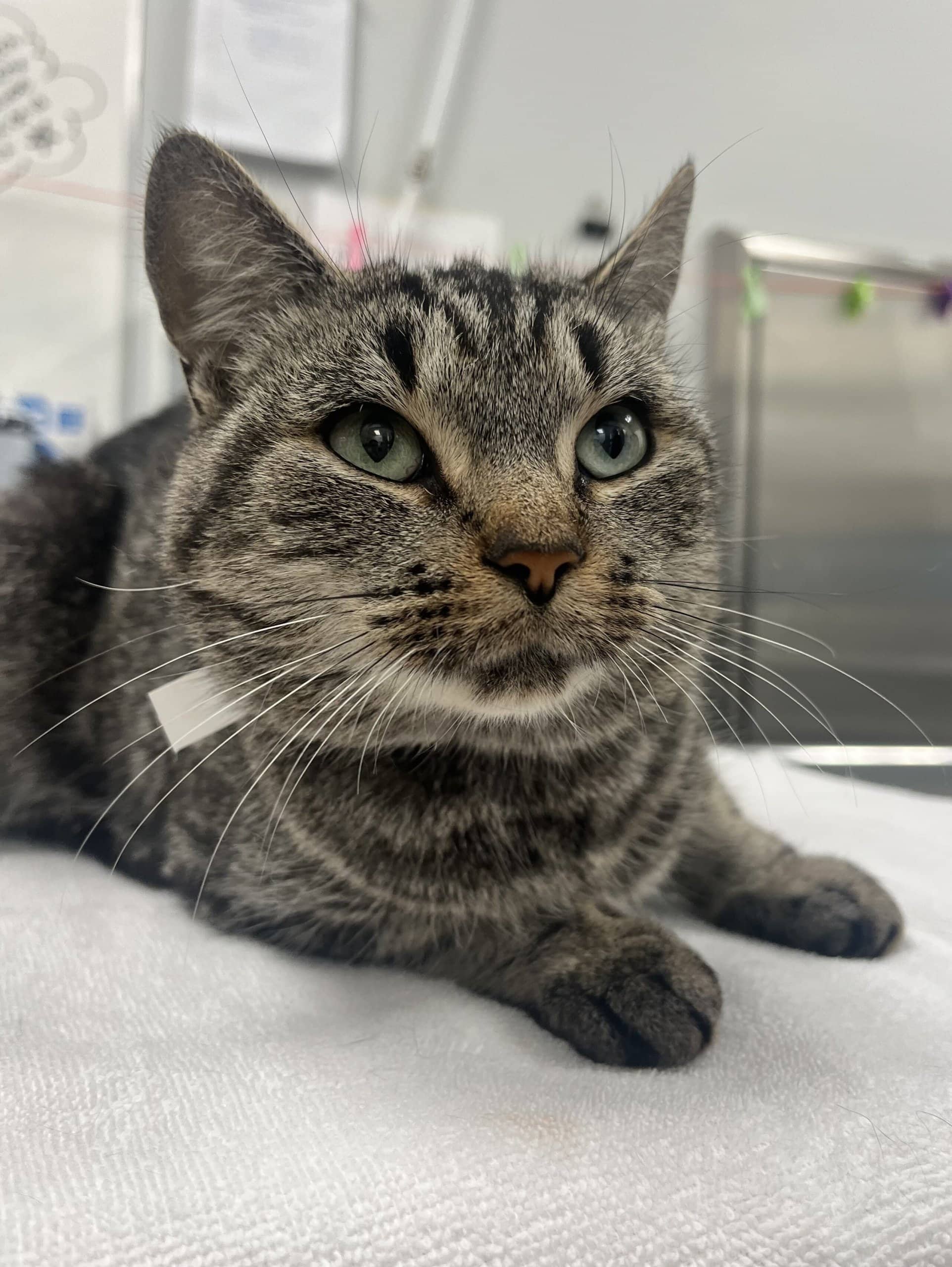 Pistache - Domestic Shorthair cat available for adoption at SPA de Québec in Quebec City