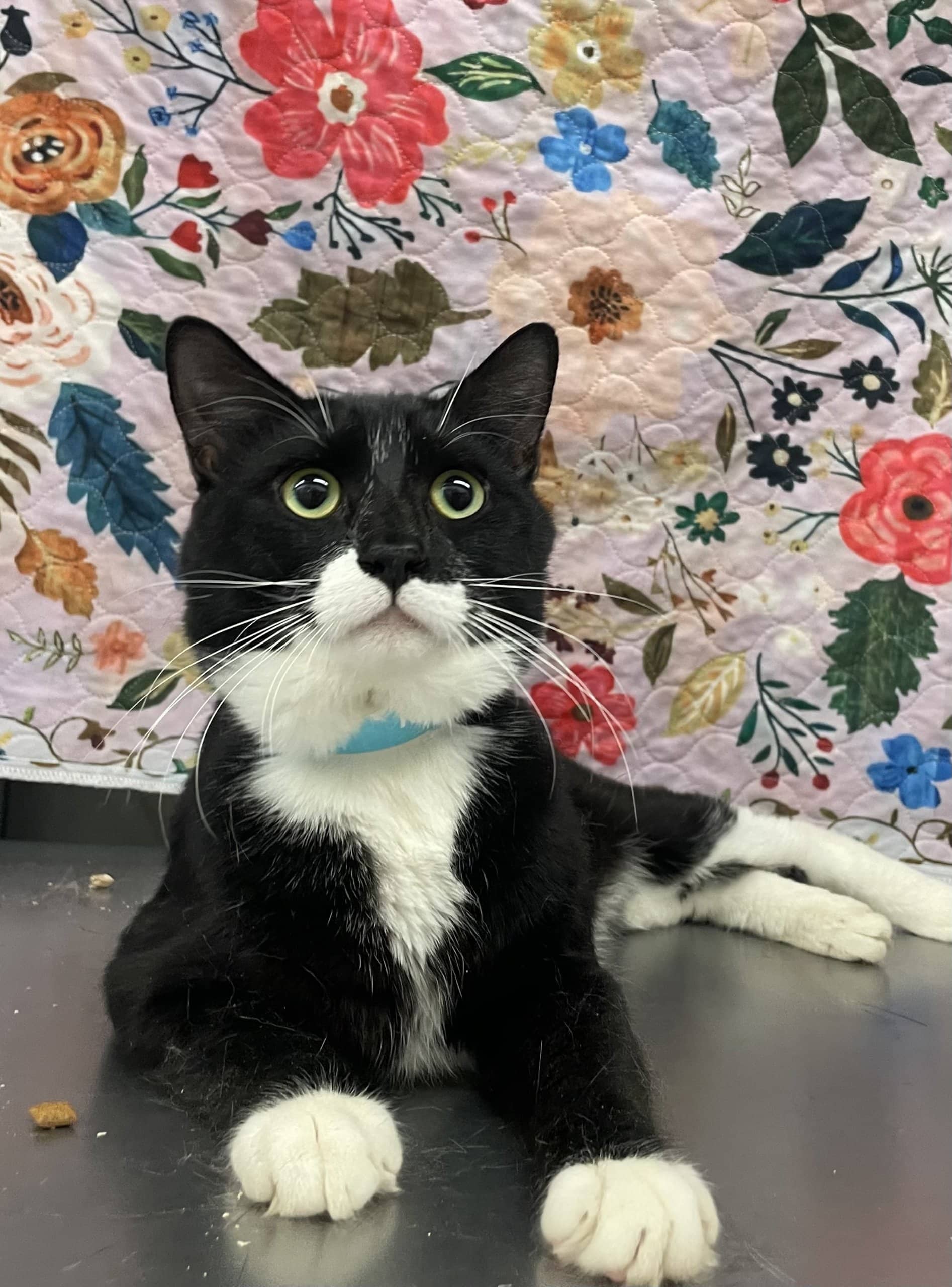 Kaven - Domestic Shorthair cat available for adoption at SPA de Québec in Quebec City