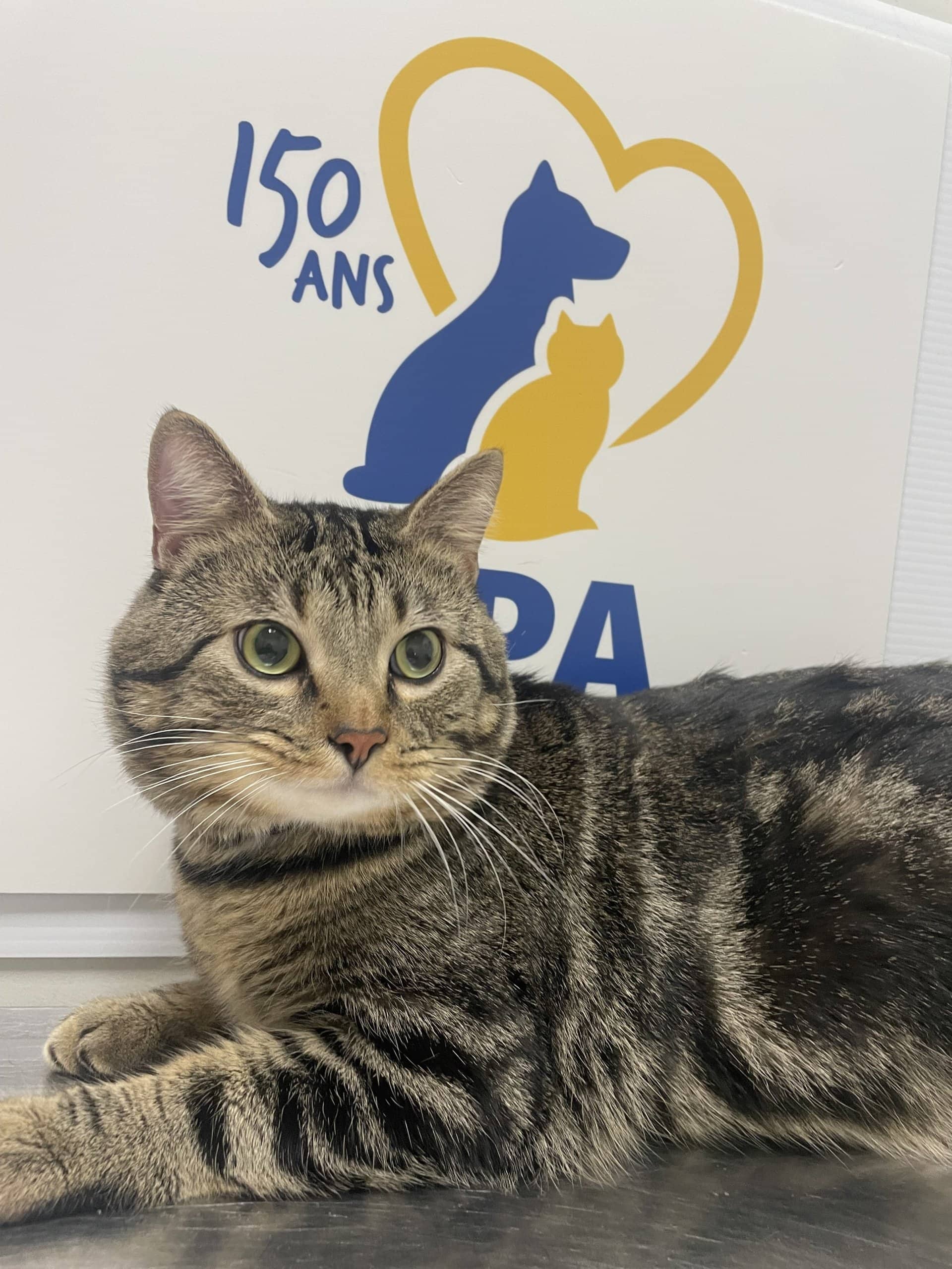 Whisky - Domestic Shorthair available for adoption