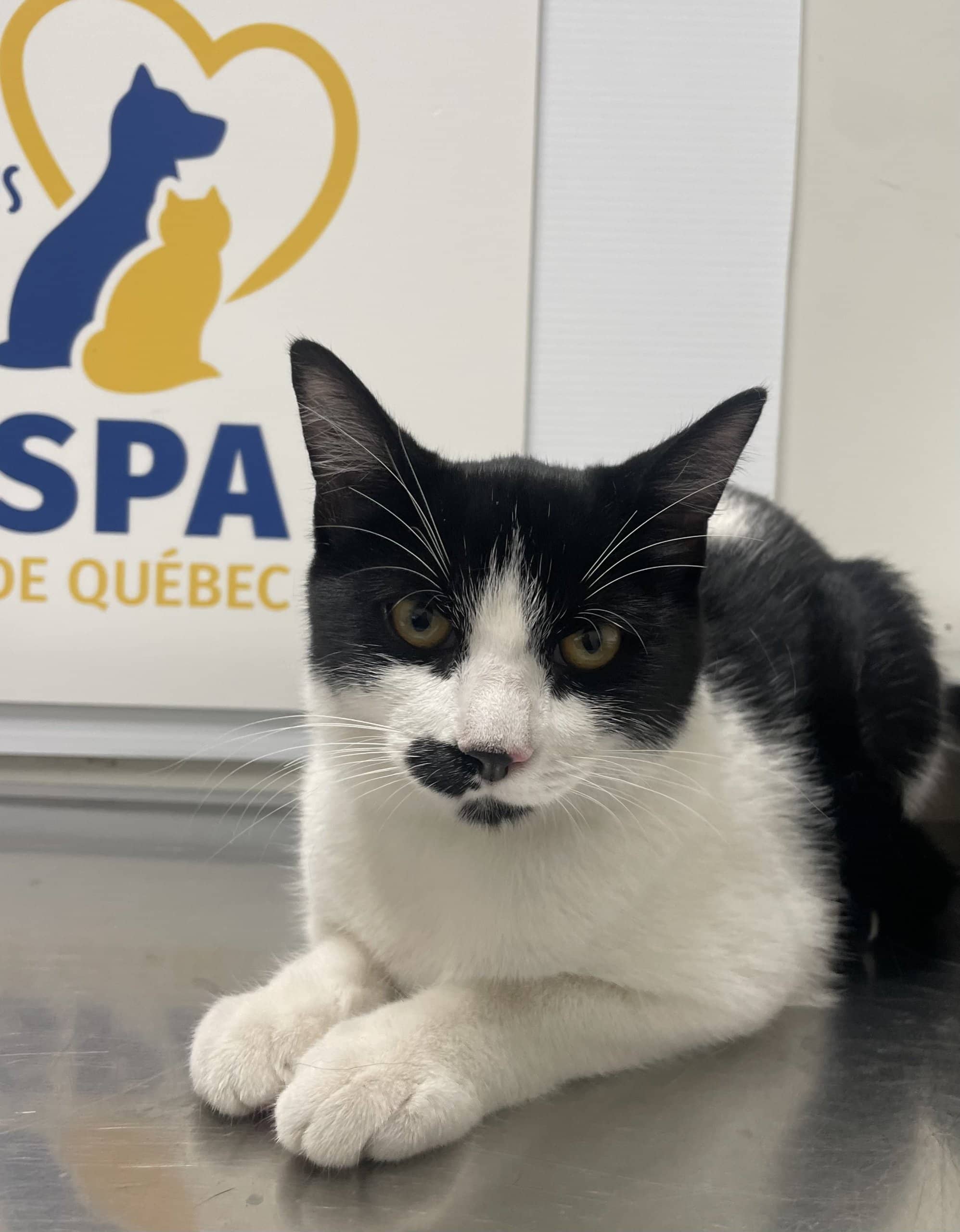Blanche-Élisabeth - Domestic Shorthair available for adoption