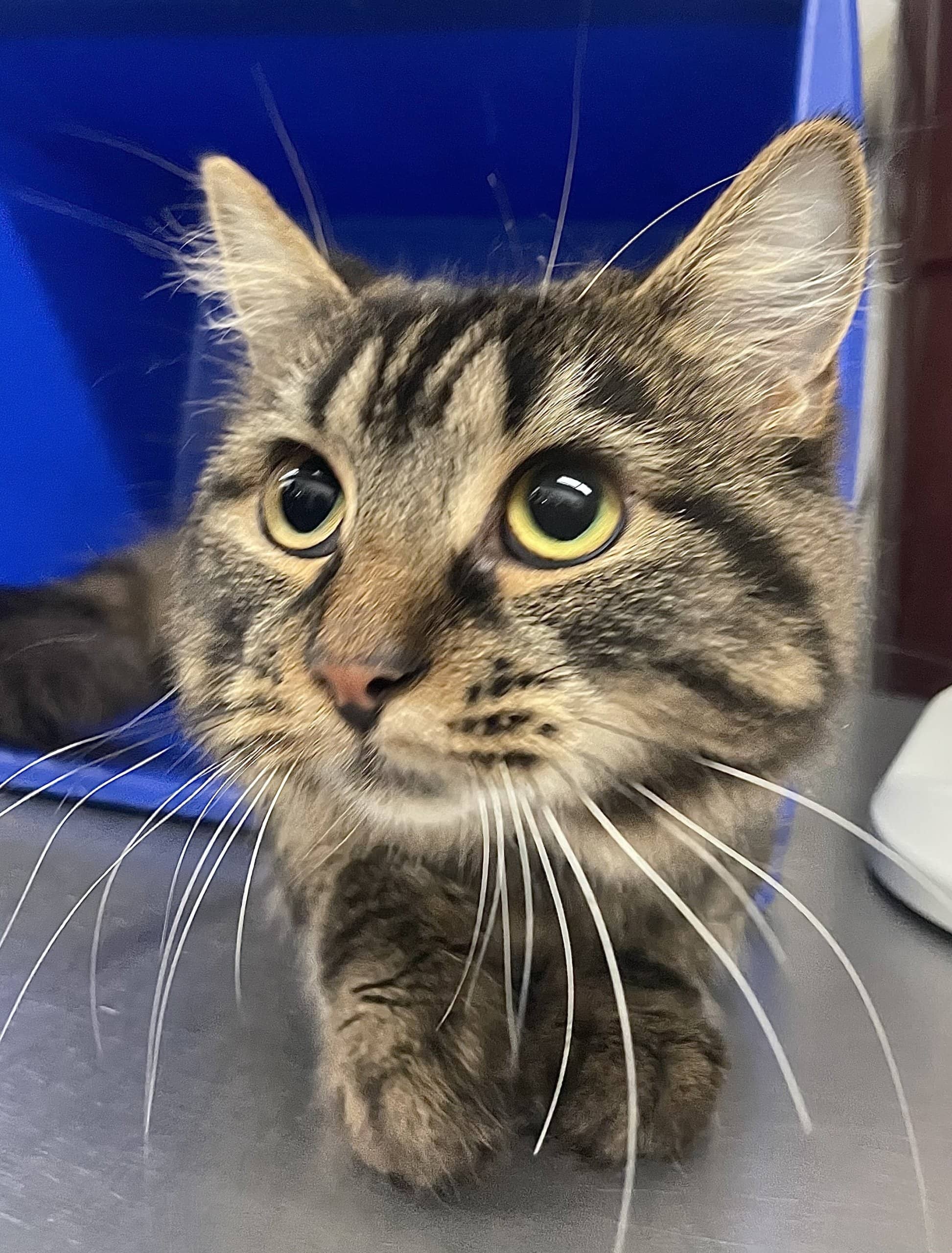 Luffa - Domestic Shorthair cat available for adoption at SPA de Québec in Quebec City