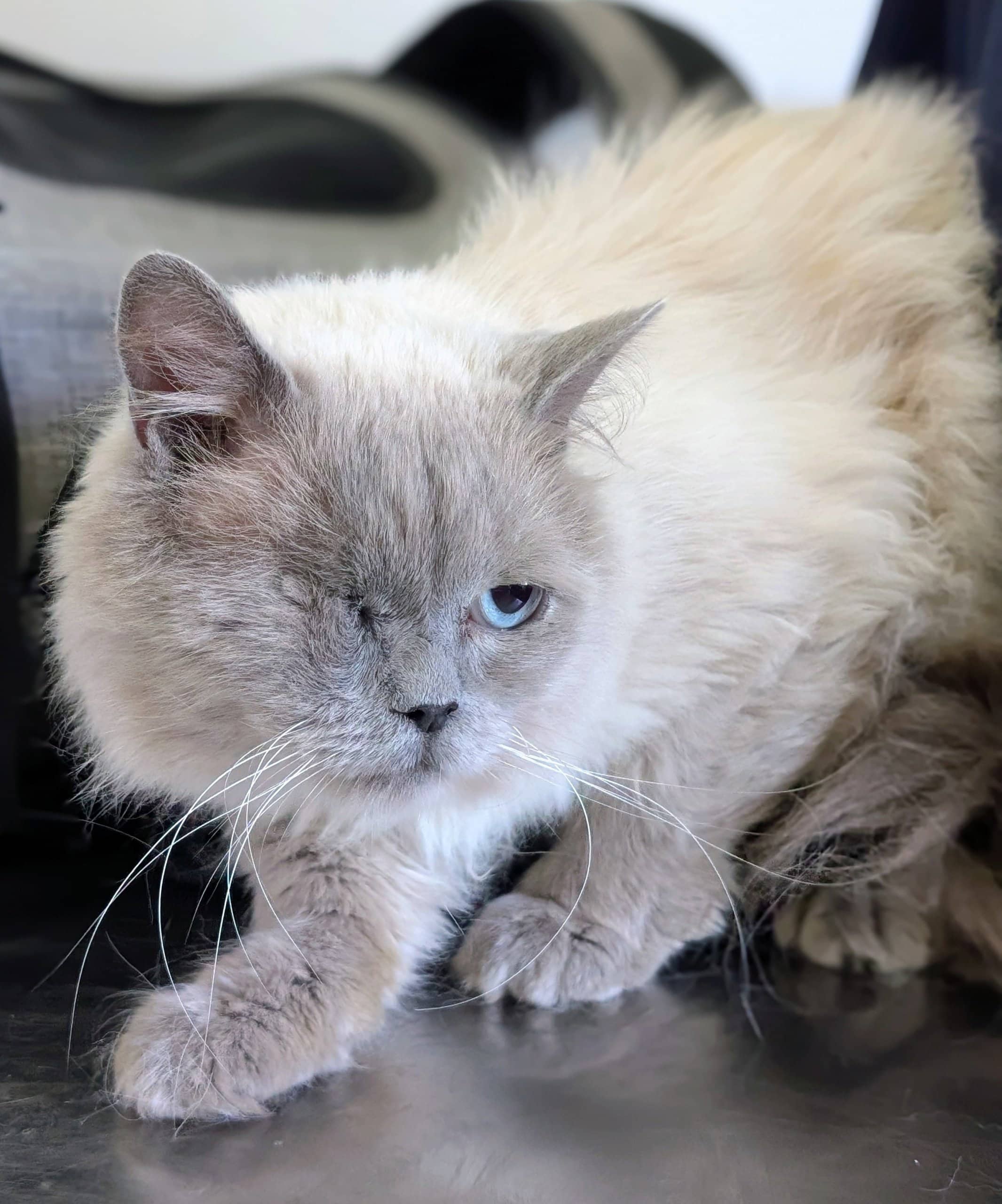 Ticoco - Persian cat available for adoption at SPA de Québec in Quebec City