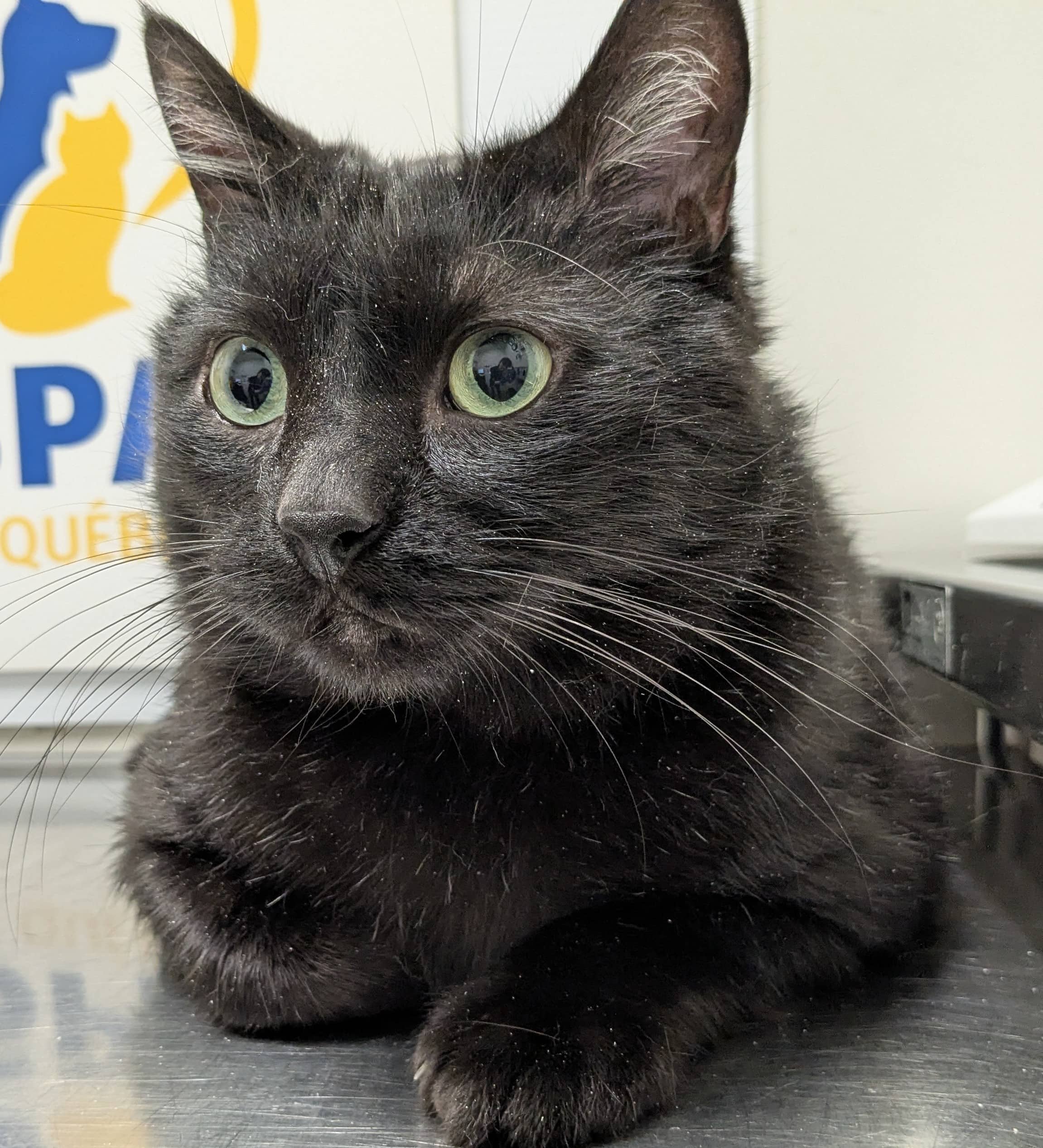 Sanji - Domestic Shorthair cat available for adoption at SPA de Québec in Quebec City