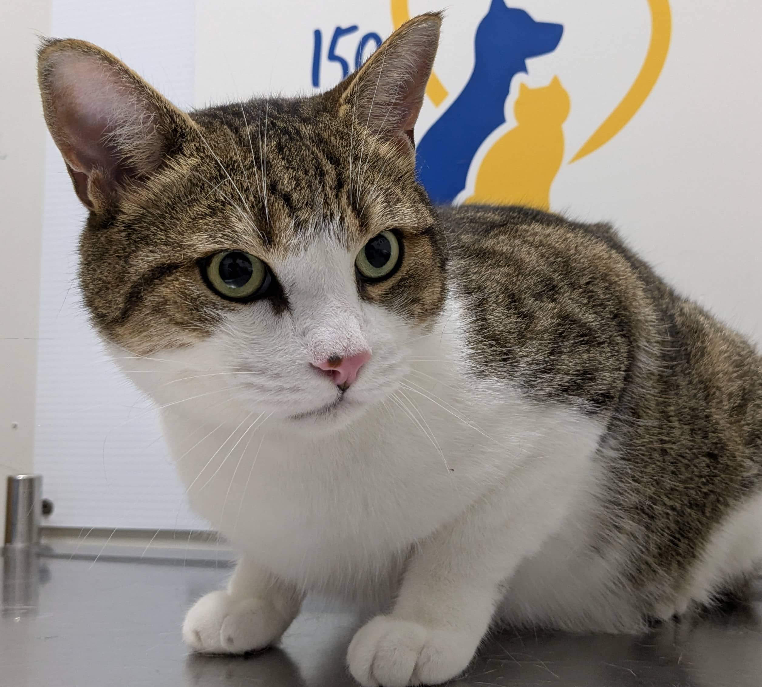 Henri - Domestic Shorthair cat available for adoption at SPA de Québec in Quebec City