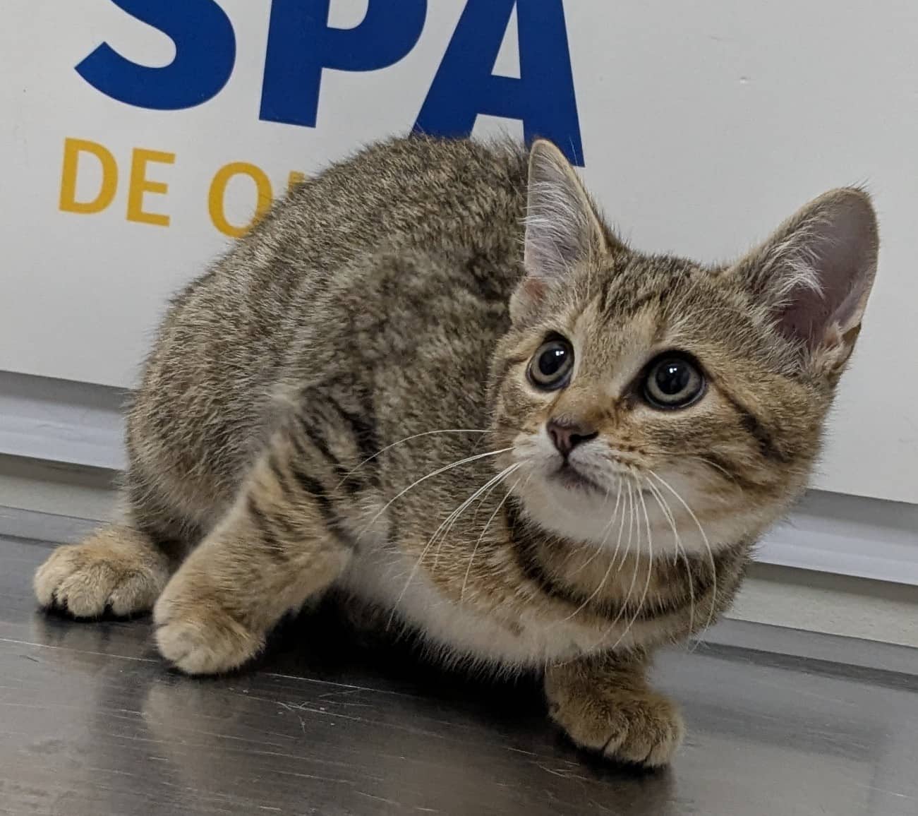 Sunnie - Domestic Shorthair cat available for adoption at SPA de Québec in Quebec City