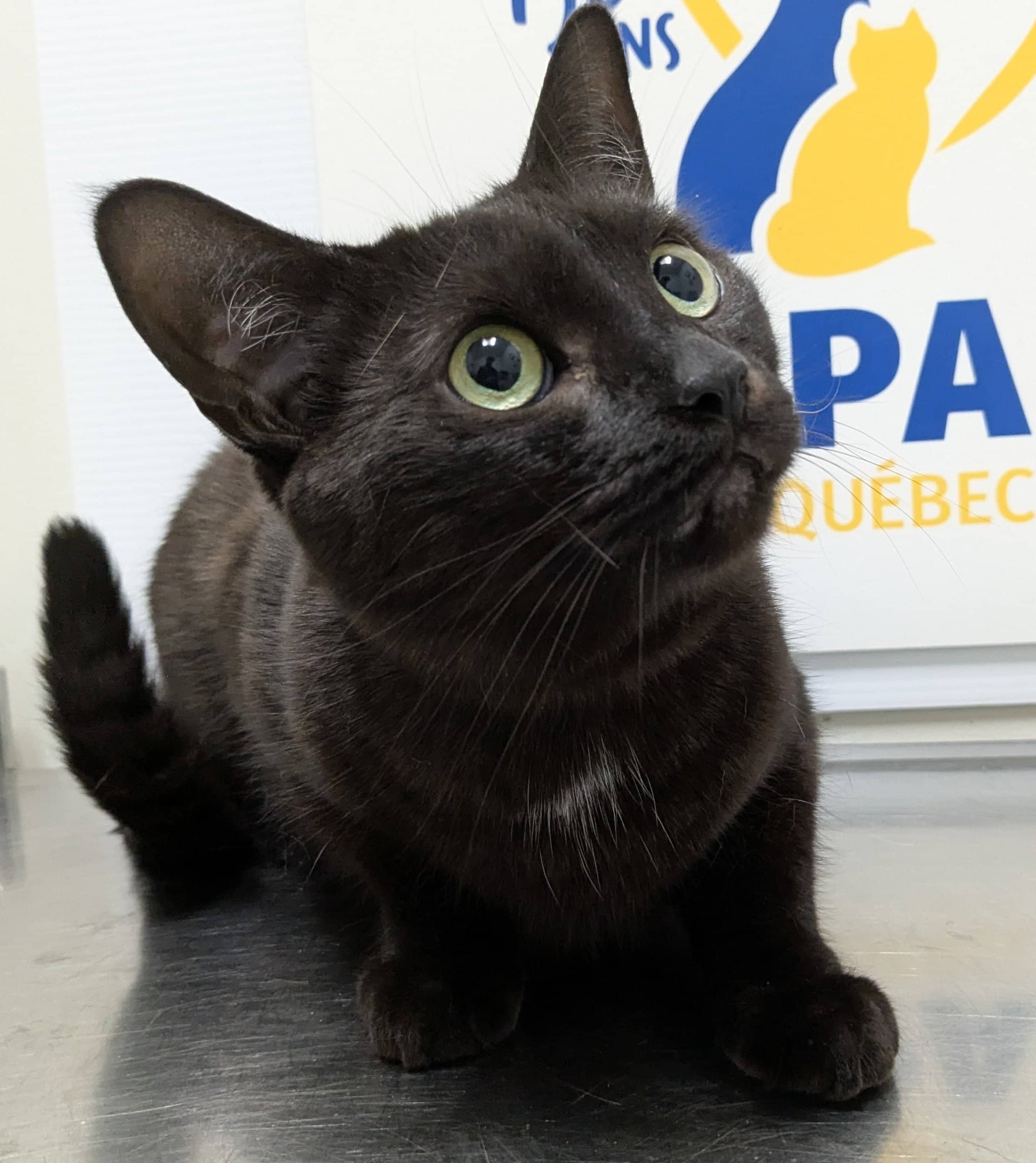 Jolie (Olie) - Domestic Shorthair cat available for adoption at SPA de Québec in Quebec City