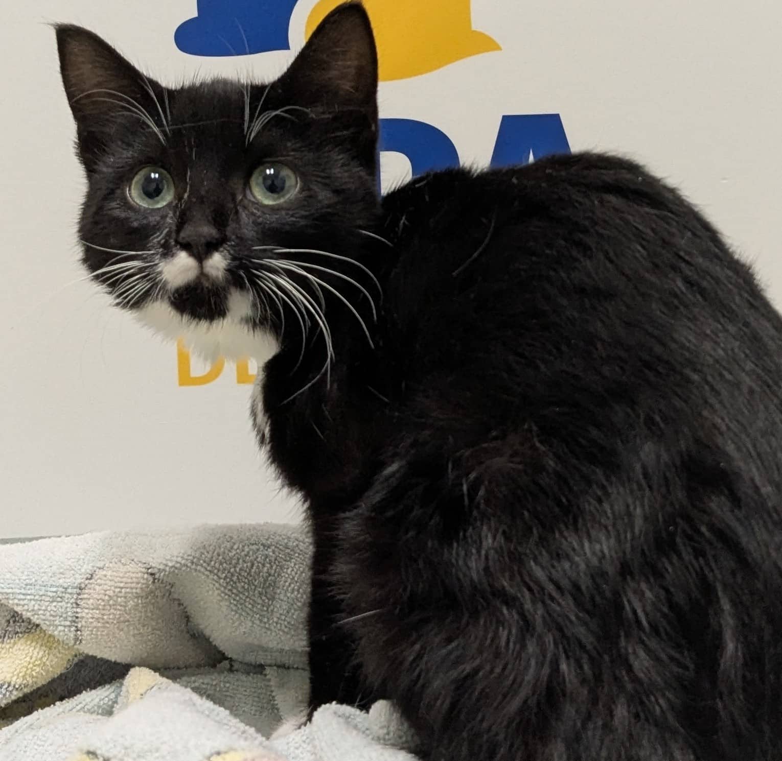Micha - Domestic Shorthair available for adoption