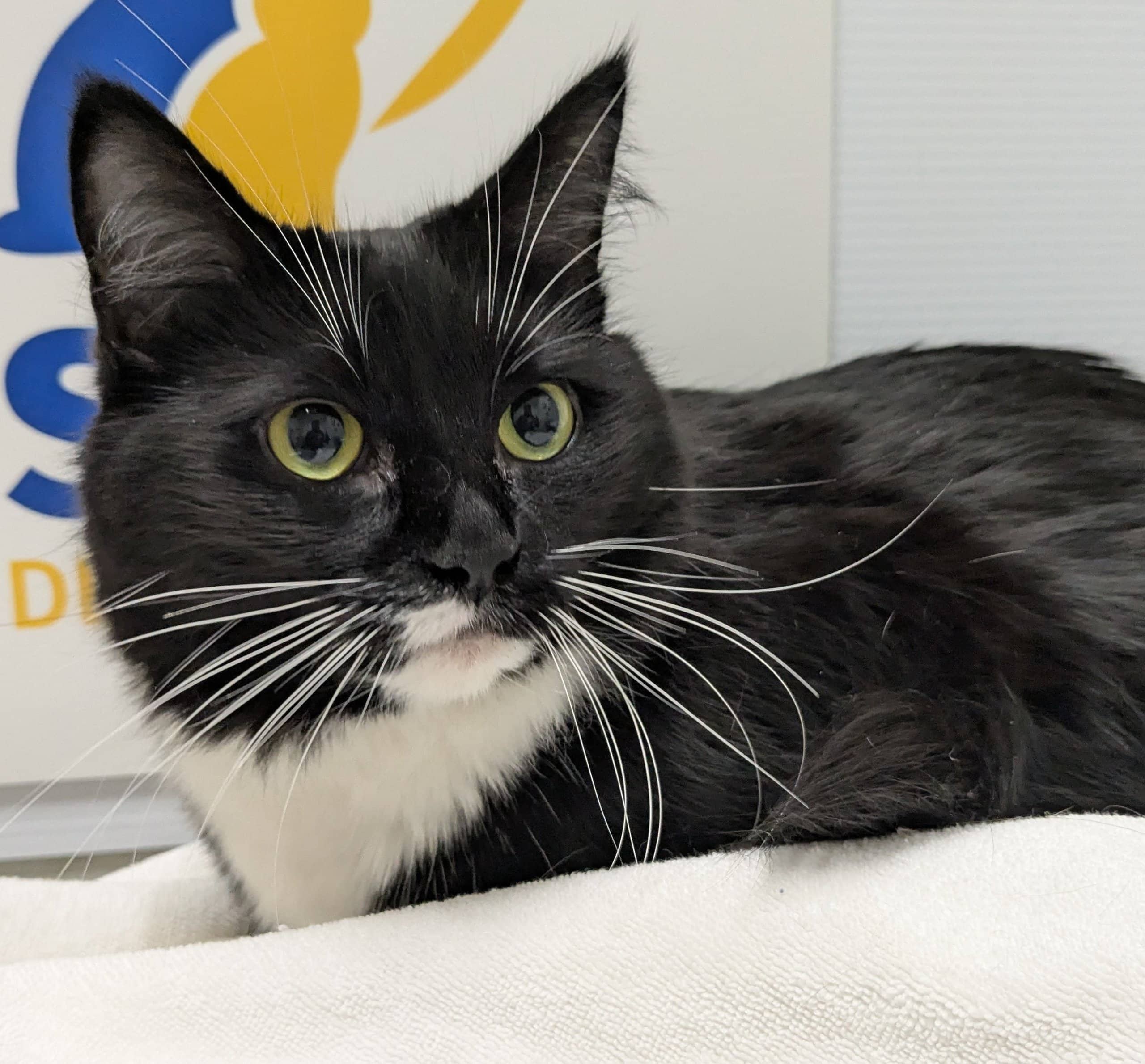 Bella - Domestic Shorthair cat available for adoption at SPA de Québec in Quebec City