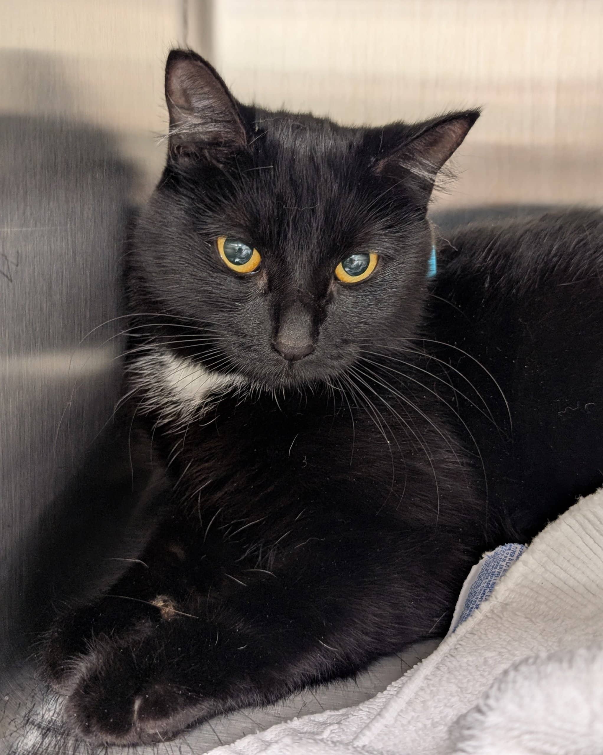 Gaïa - Domestic Shorthair available for adoption