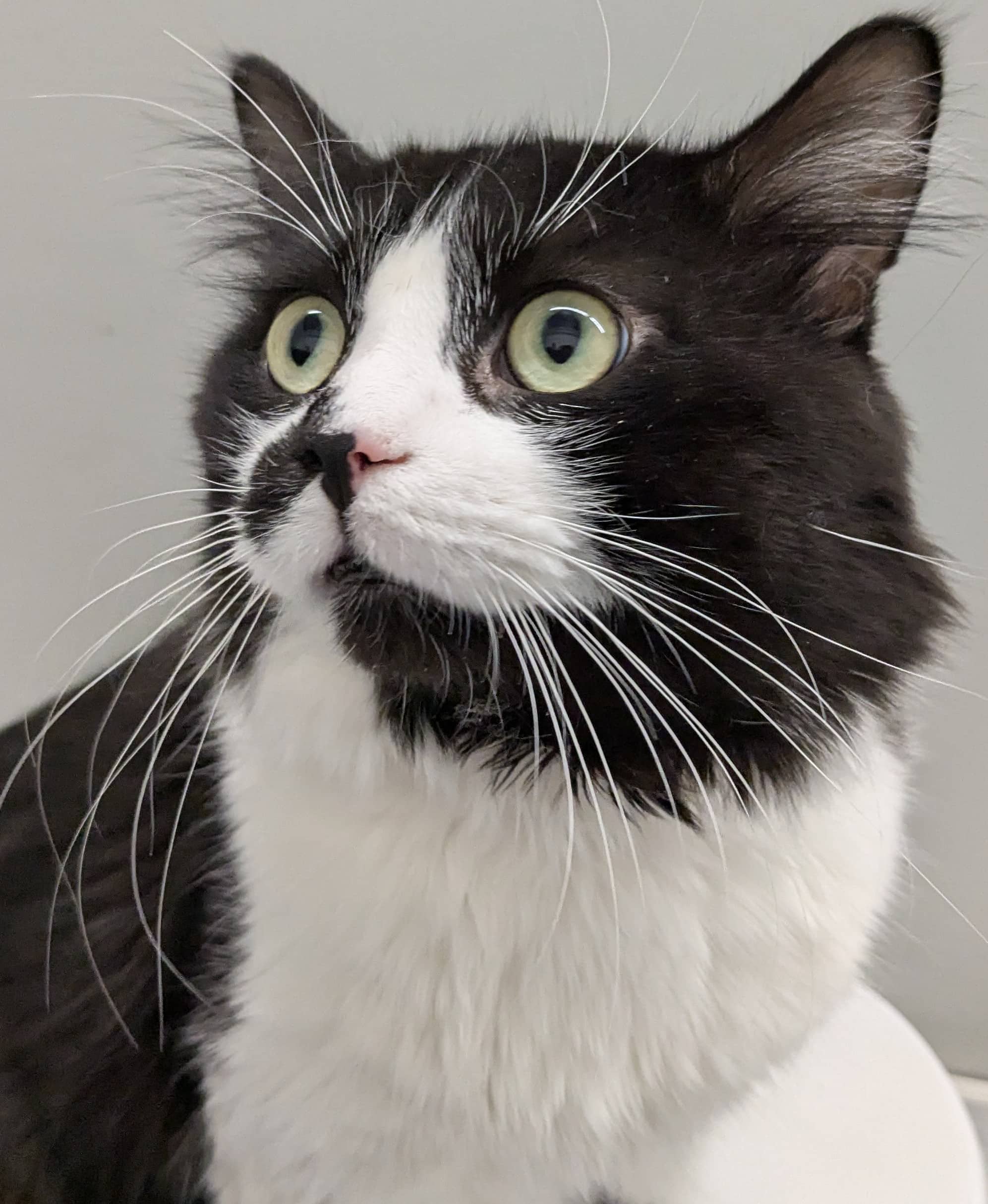 Lucky - Domestic Shorthair available for adoption