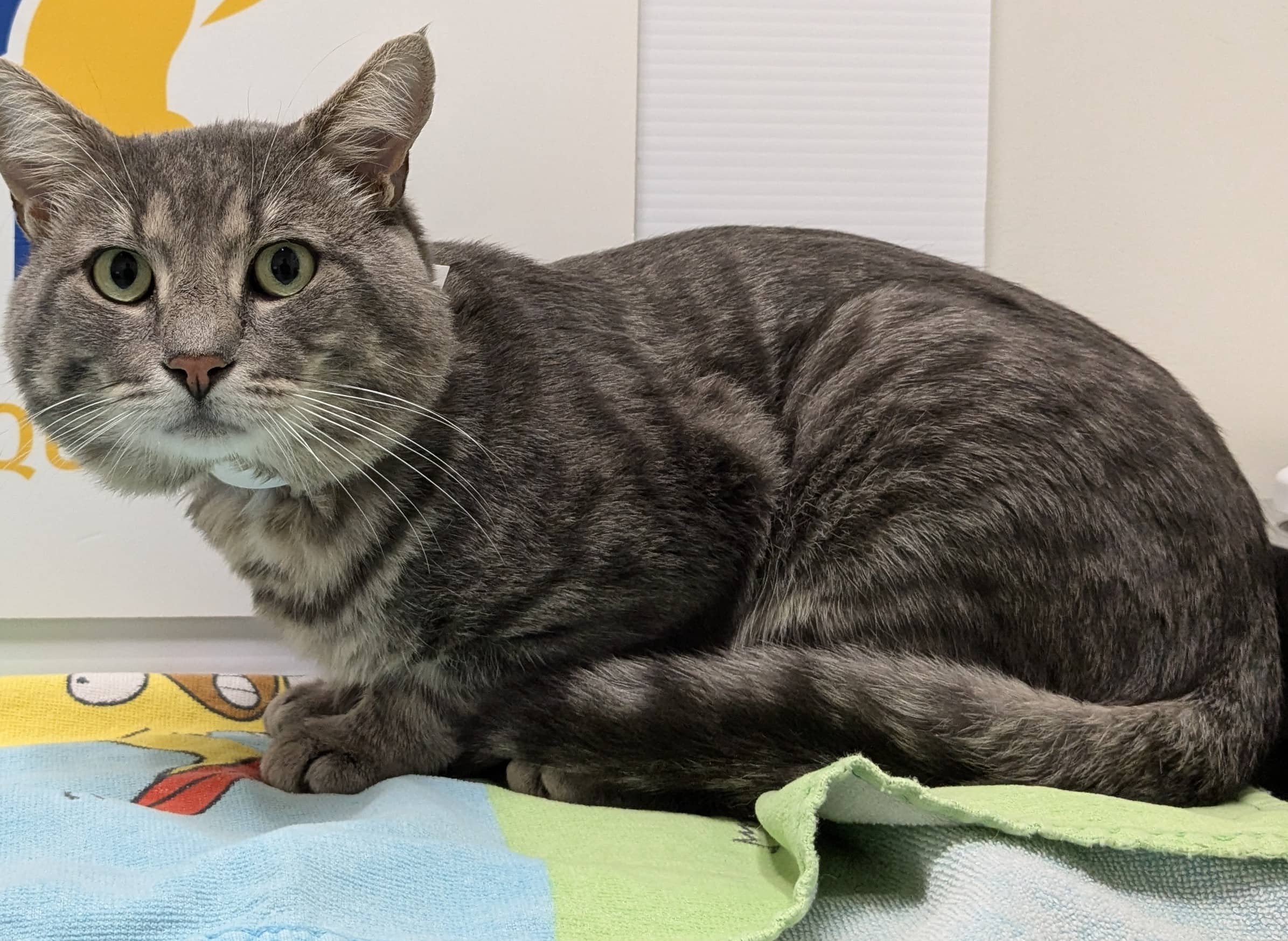 Grizzly - Domestic Shorthair cat available for adoption at SPA de Québec in Quebec City