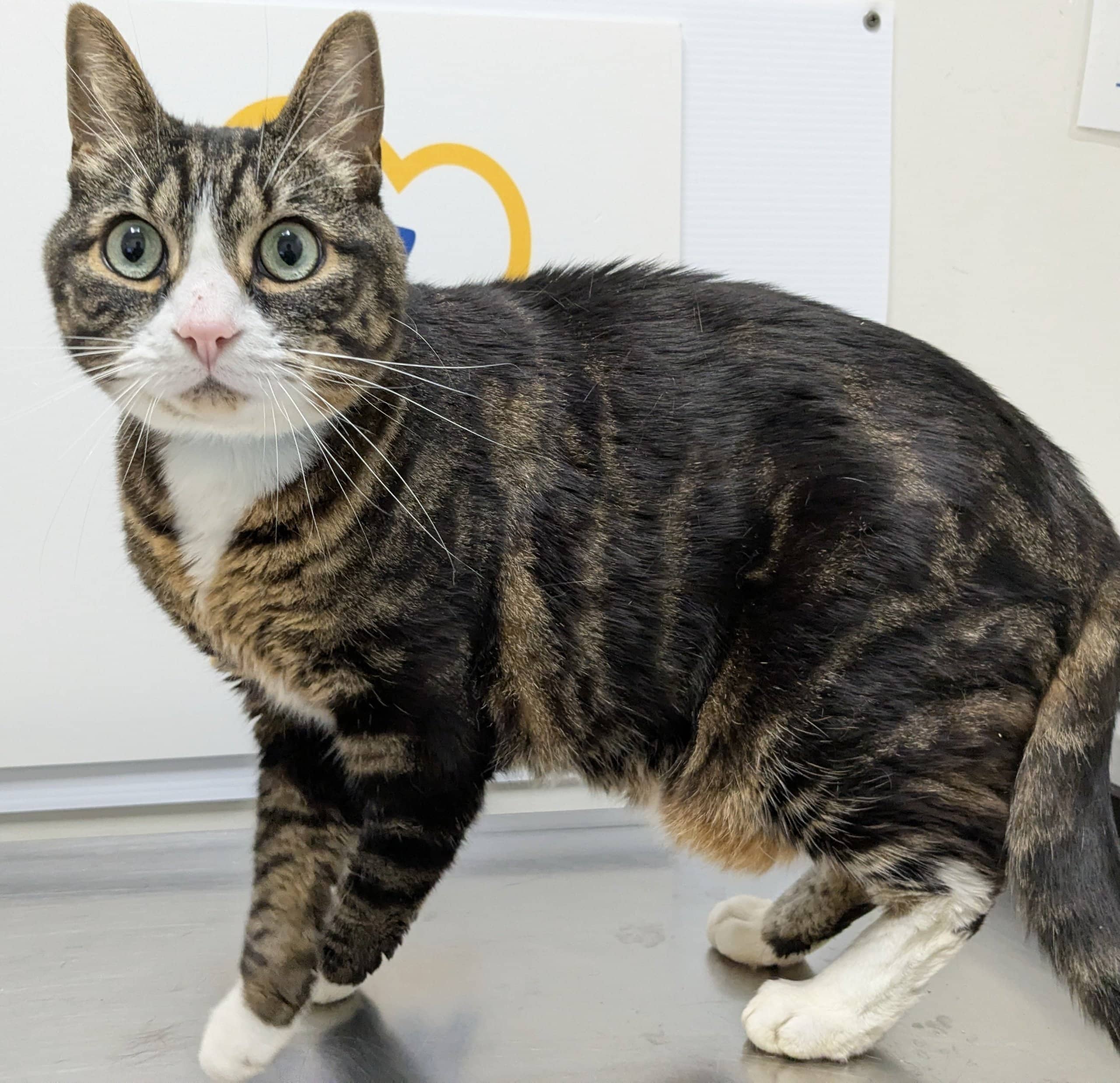 Pesto - Domestic Shorthair available for adoption