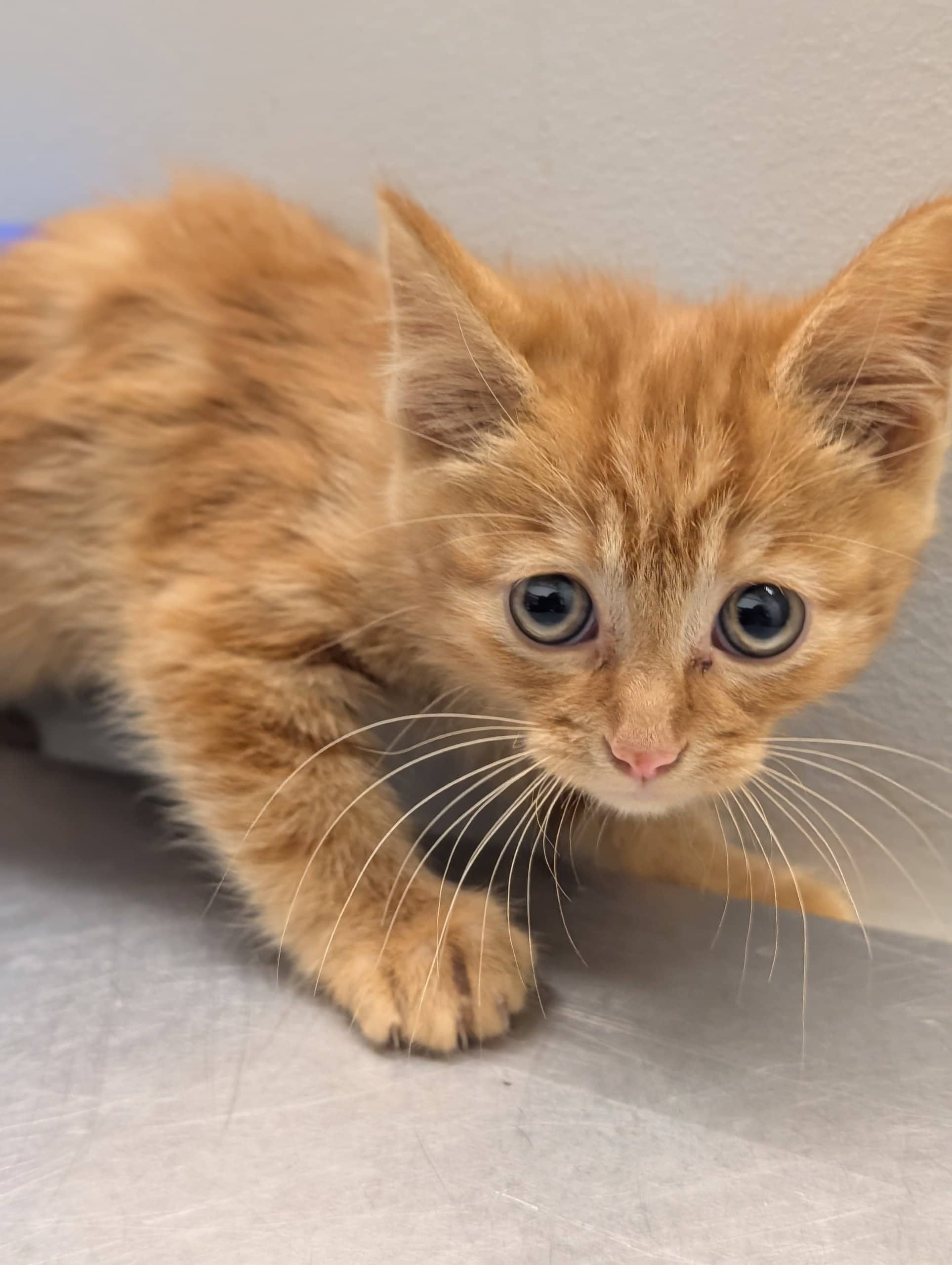 Victor l’Alligator - Domestic Shorthair available for adoption