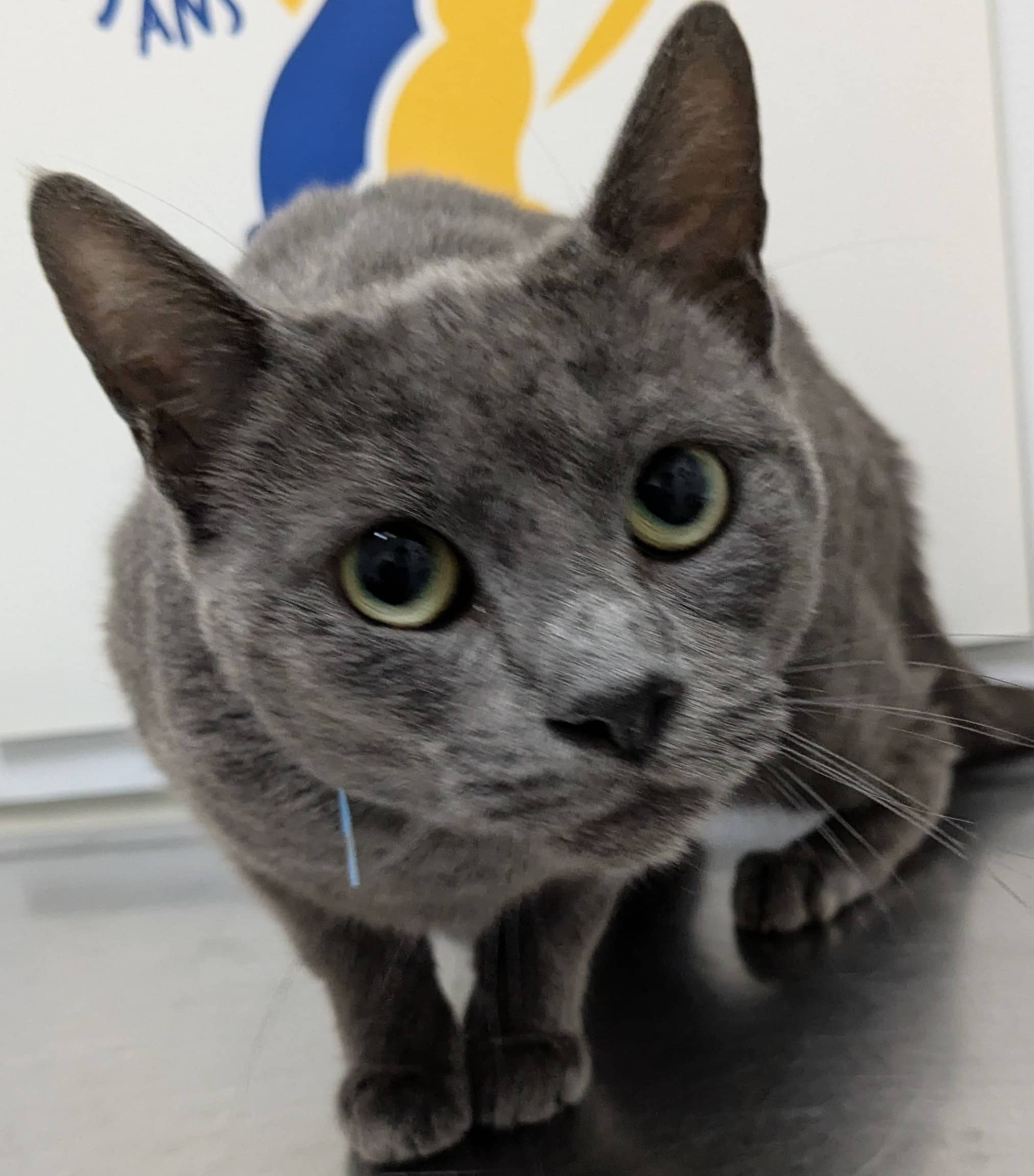 Indy - Domestic Shorthair available for adoption