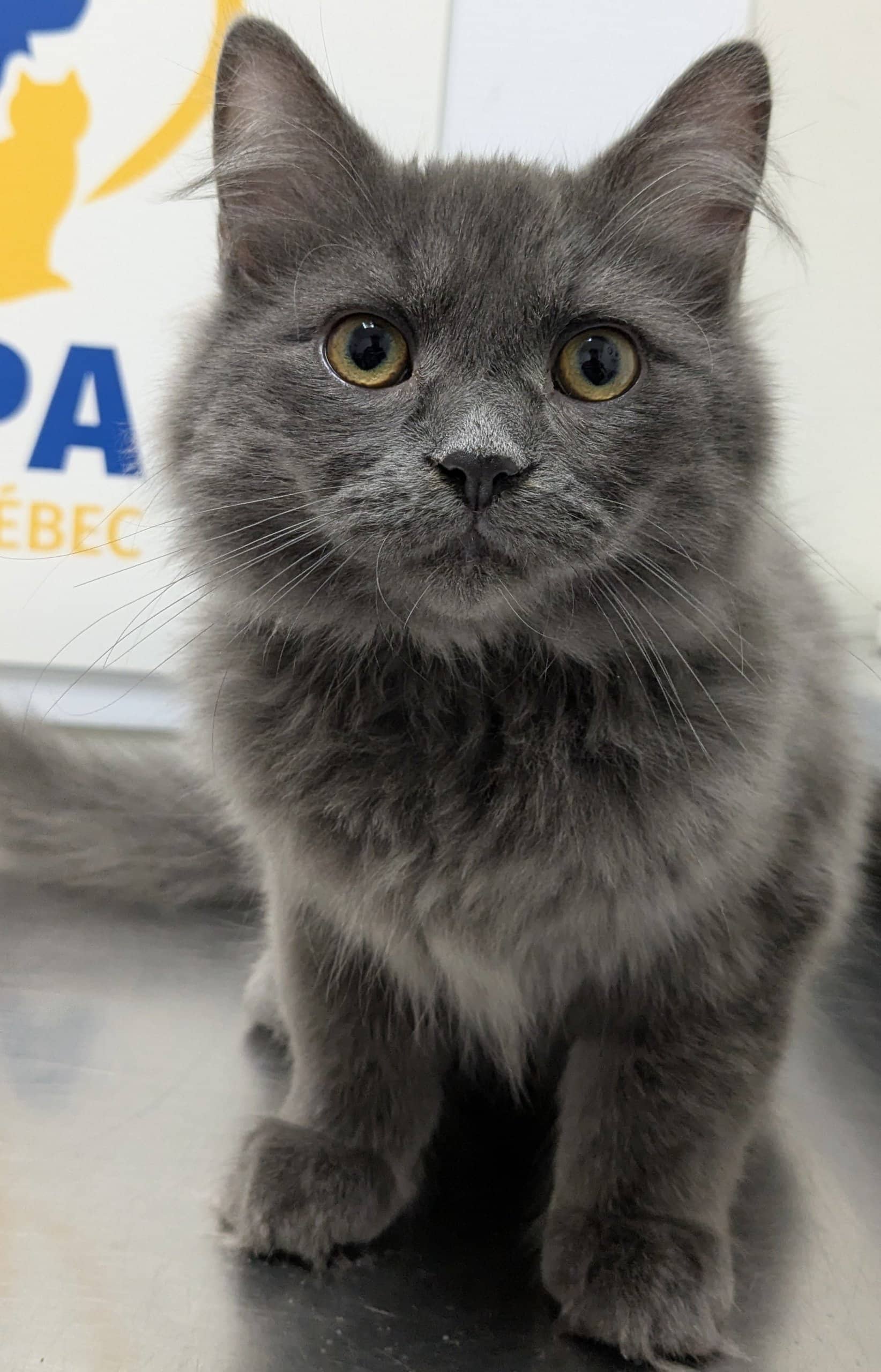 Lucien - Domestic Shorthair available for adoption