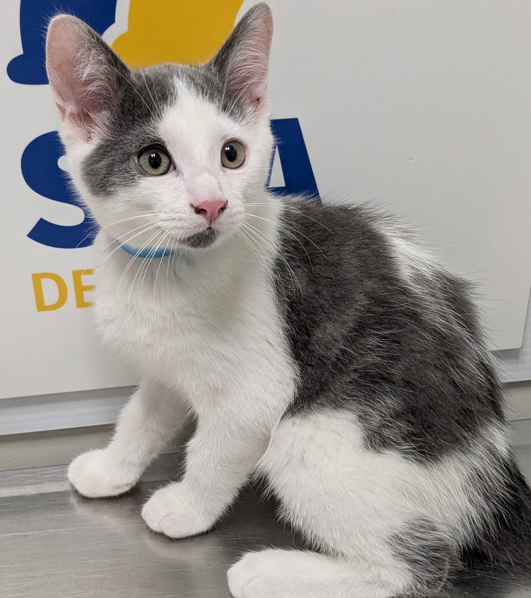 Skittles - Domestic Shorthair cat available for adoption at SPA de Québec in Quebec City