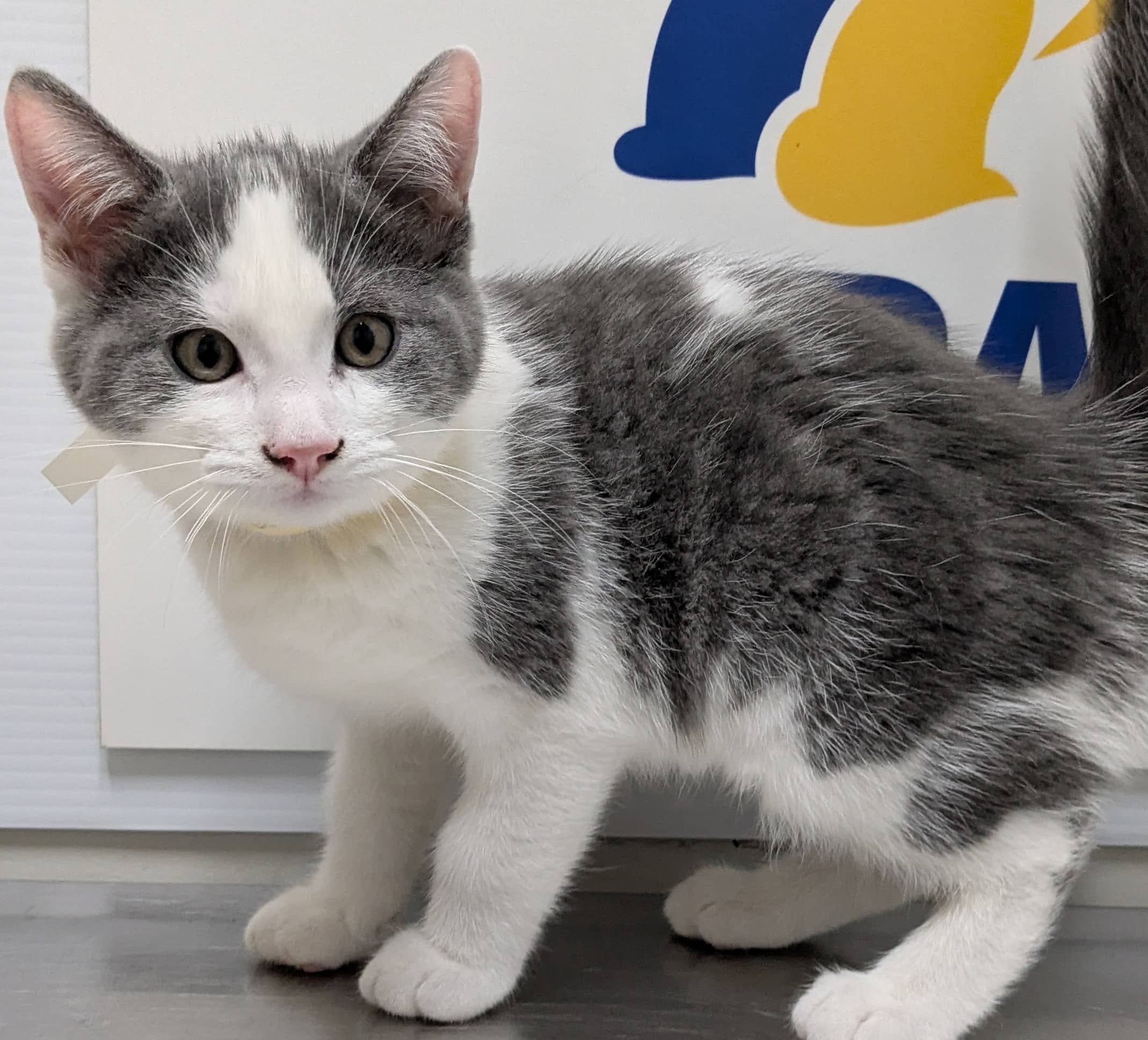 Starburst - Domestic Shorthair available for adoption
