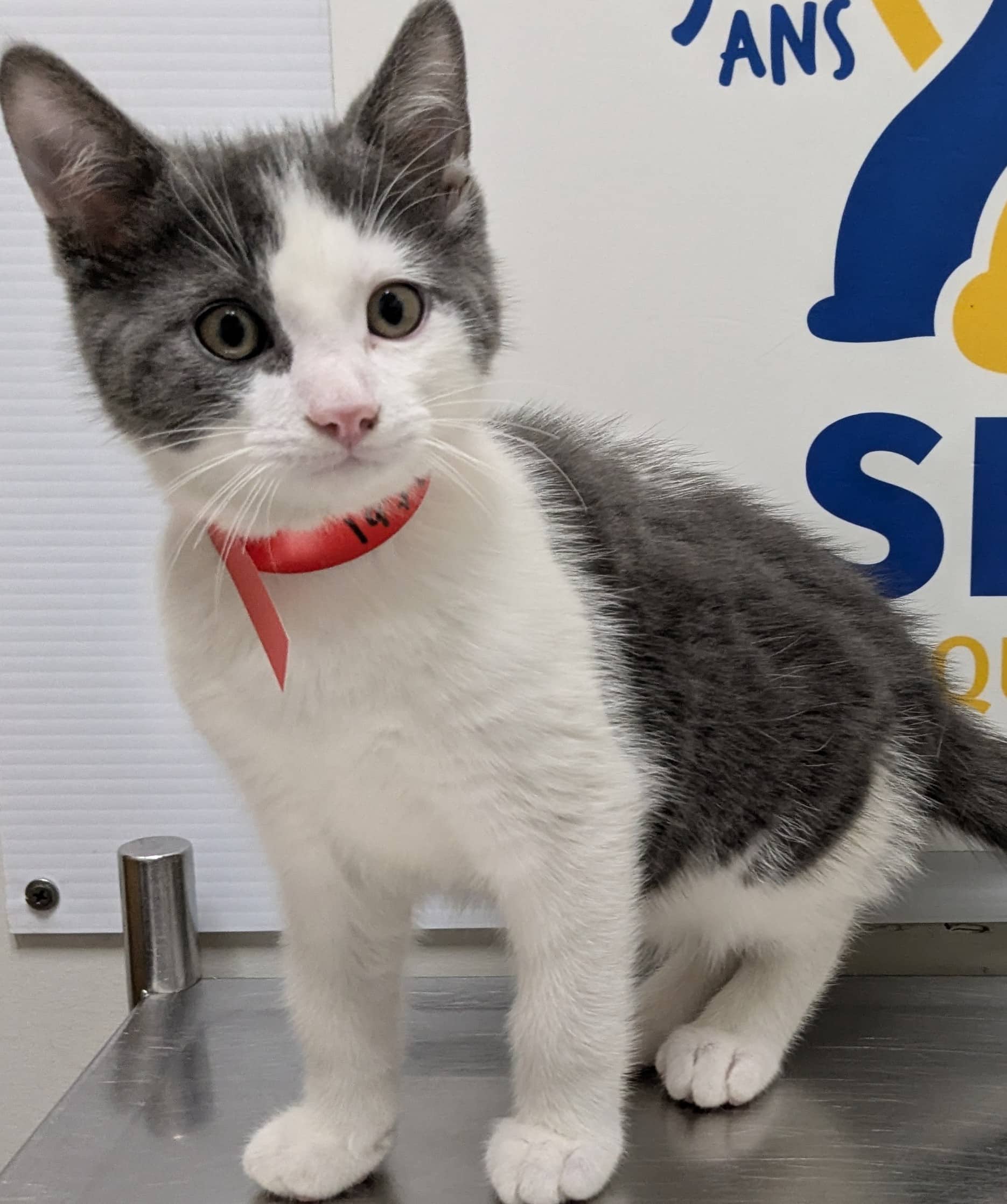 Gummy Clusters - Domestic Shorthair available for adoption