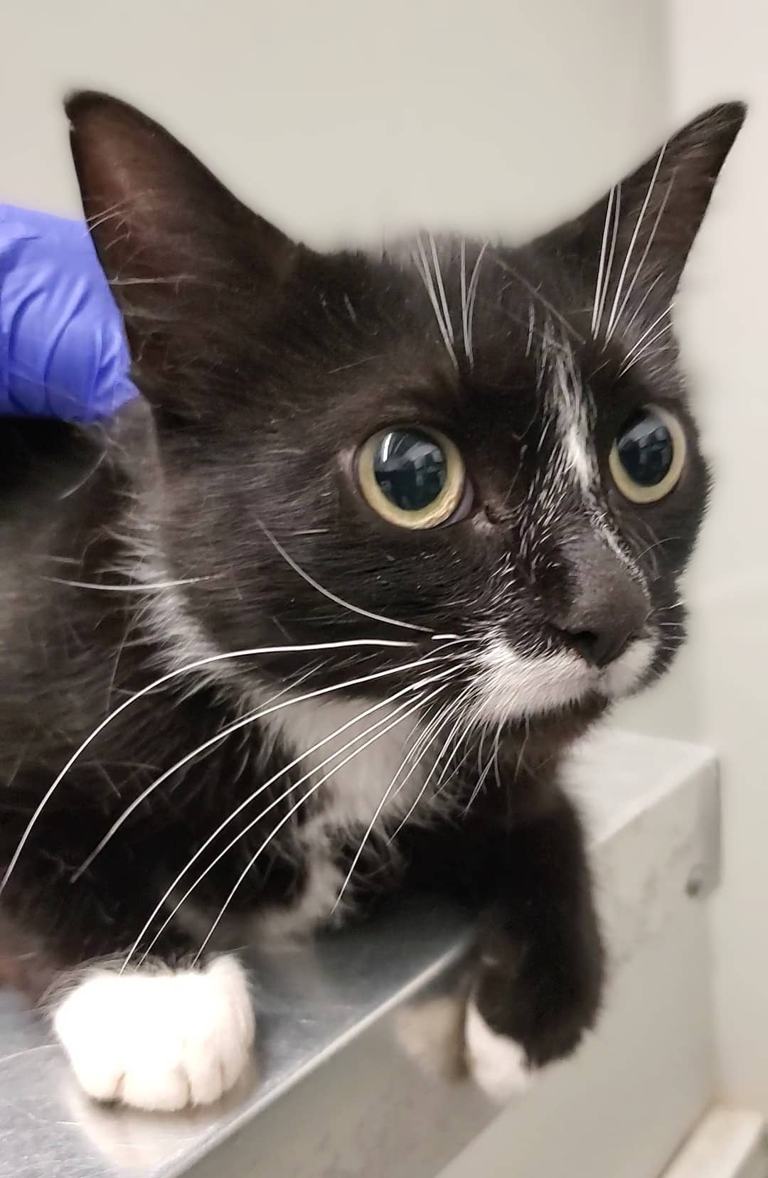 Léanna - Domestic Shorthair available for adoption