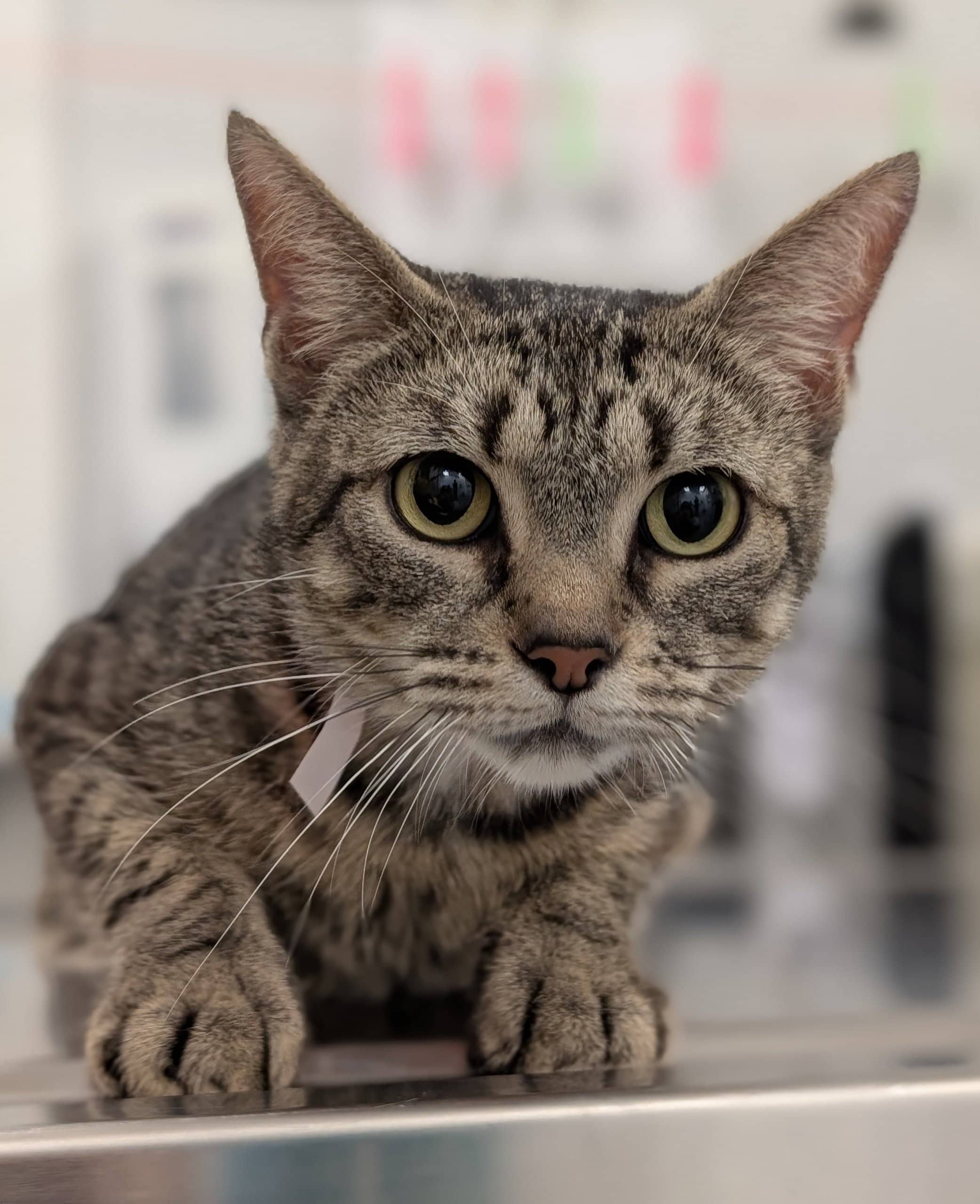 Martine - Domestic Shorthair cat available for adoption at SPA de Québec in Quebec City