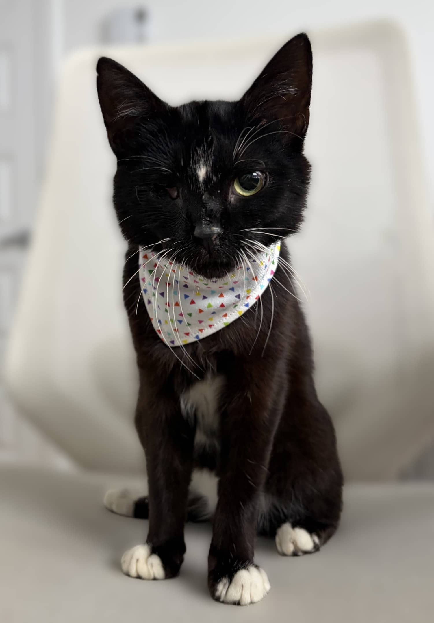Felipe - Domestic Shorthair cat available for adoption in Calgary